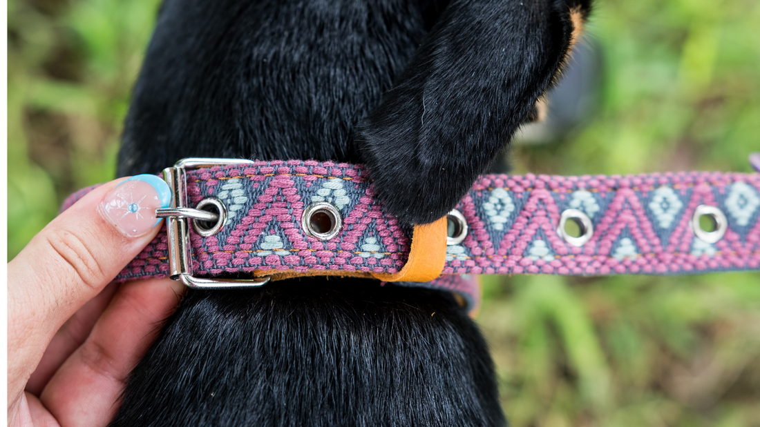Measure for Success: Ensuring the Perfect Fit for Your Leather Dog Collar