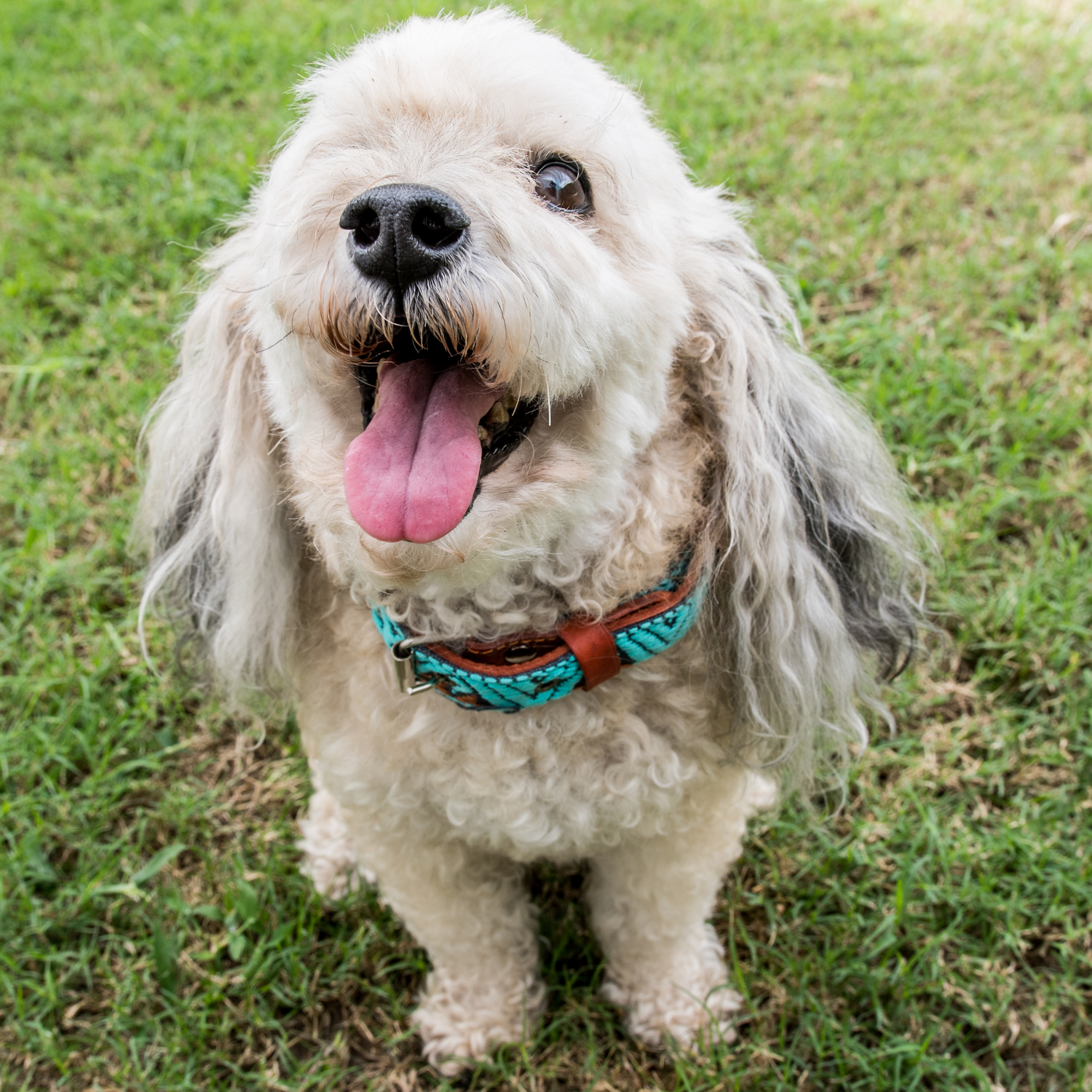Mini poodle wearing a teal leather dog collar, showcasing intricate artisan craftsmanship