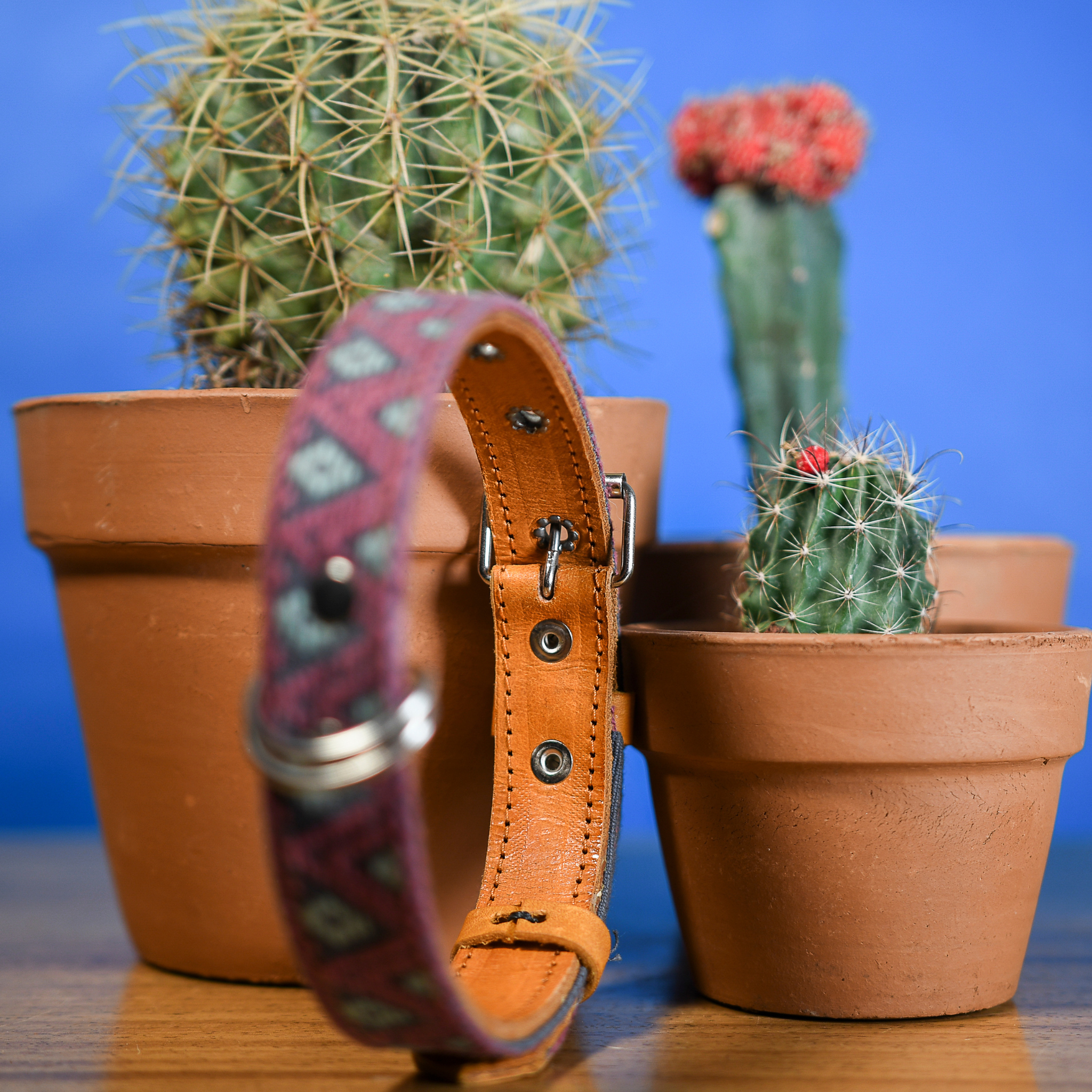 Full view of inner side of a Camelot leather dog collar laid out on a wooden table with cactus on the back, emphasizing texture and color.