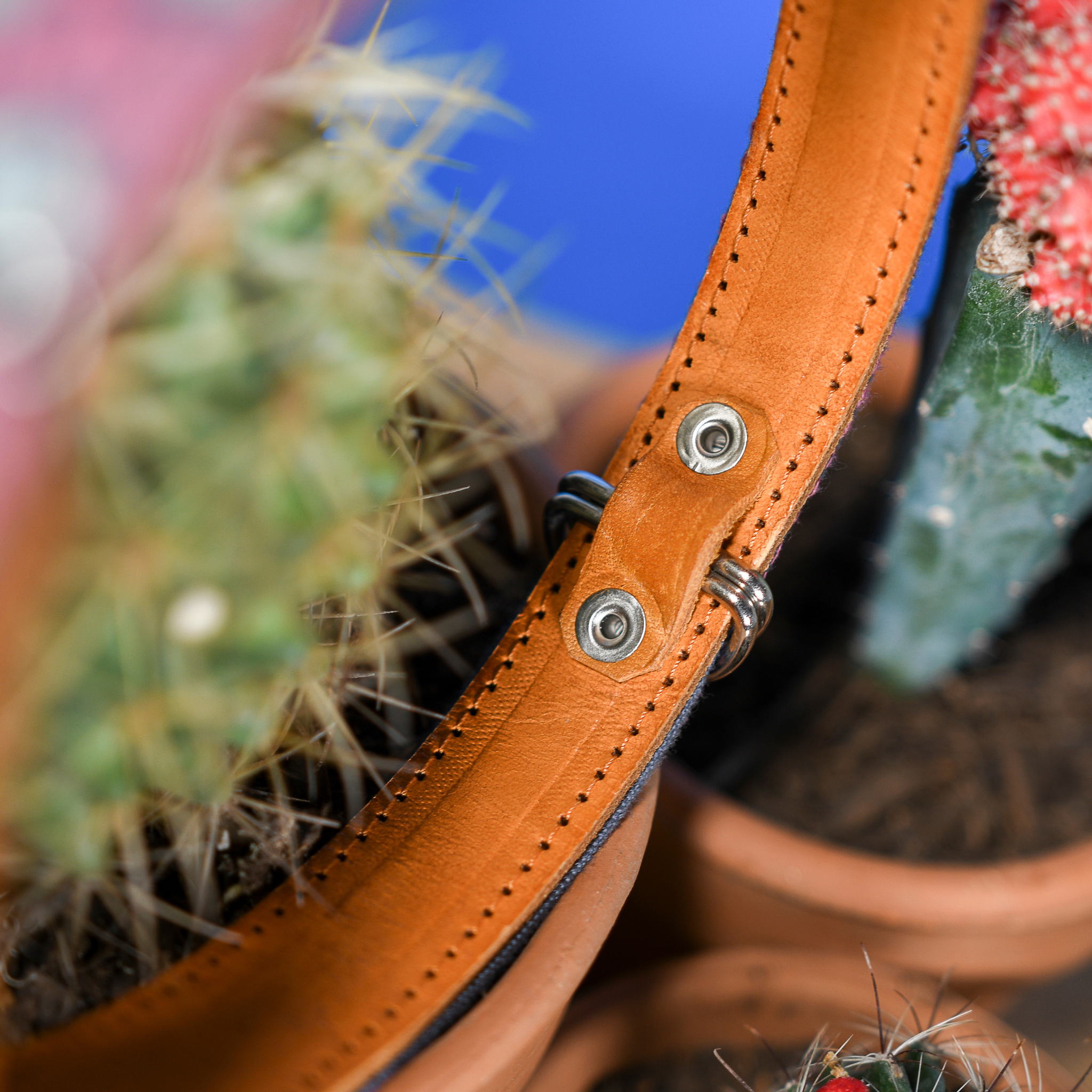 Inner D-ring protection of a Camelot dog collar displayed on a cactus, emphasizing protective features.