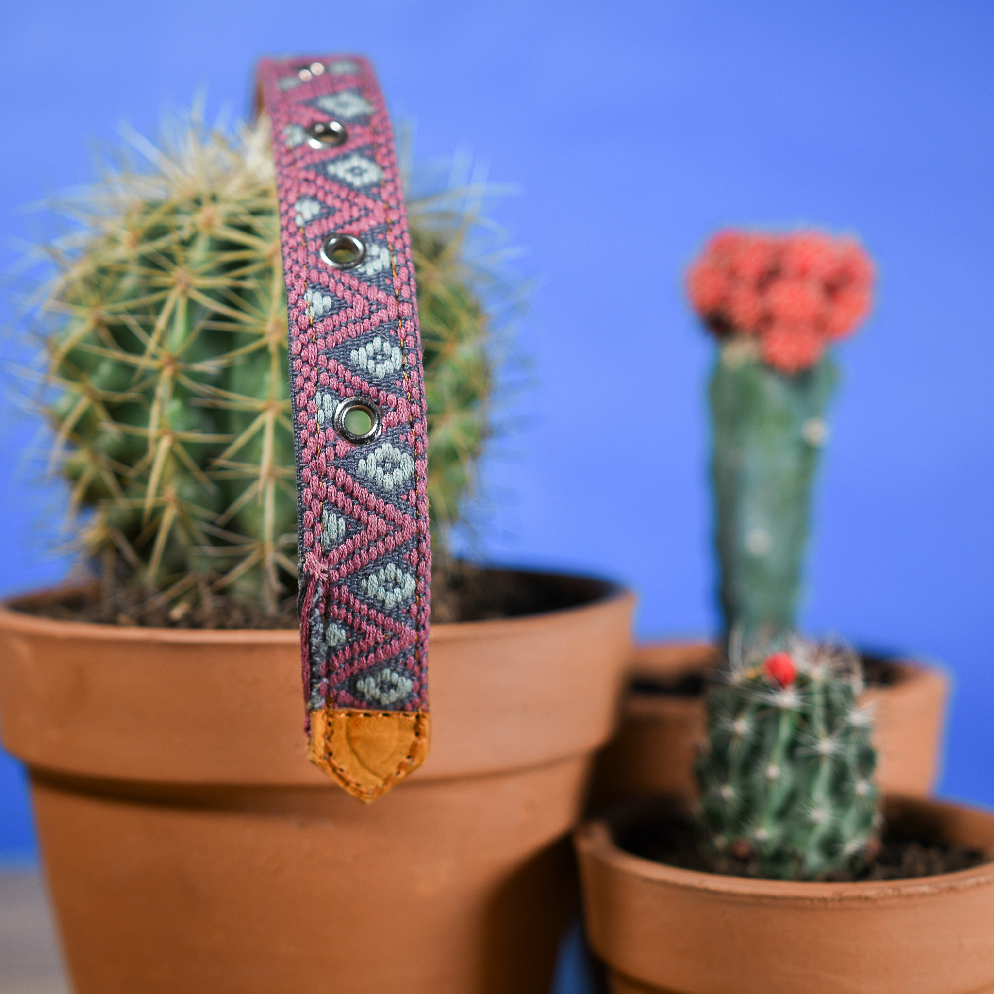 Detailed embroidery on a Camelot dog collar against a cactus backdrop, highlighting artistic detail.