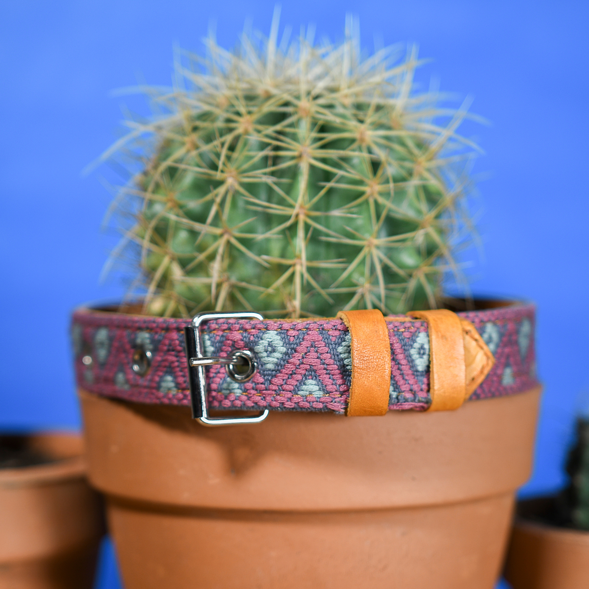Full Camelot leather dog collar elegantly hanging from a cactus, blending natural and artisanal elements.