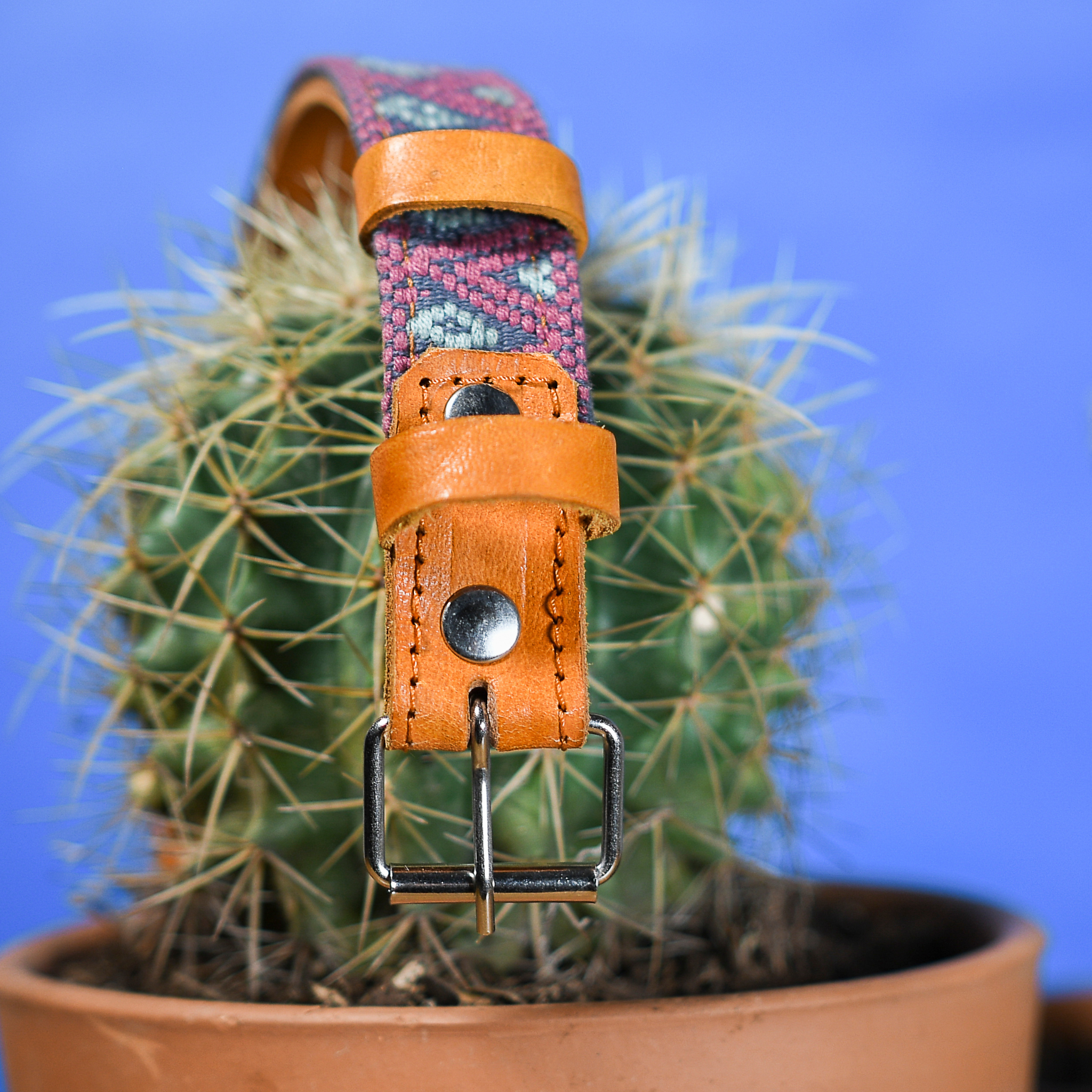 Close view of the steel buckle of a Camelot dog collar hanging from a cactus, focusing on durability