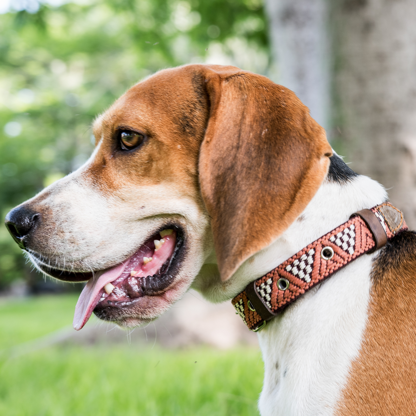 A dog proudly wearing a stylish Brown Rust leather collar, focusing on fit and fashion.