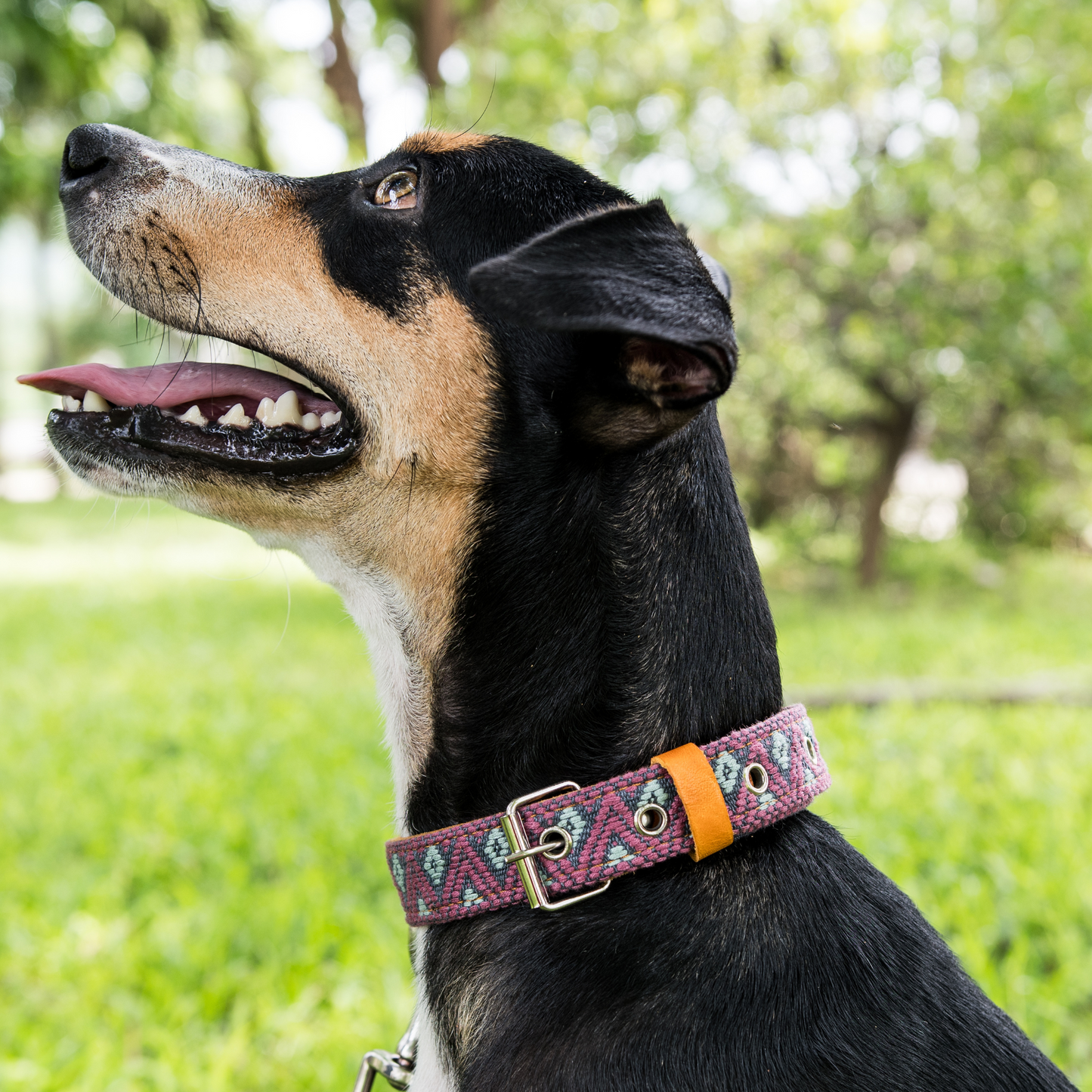 Leather Dog Collar - Camelot