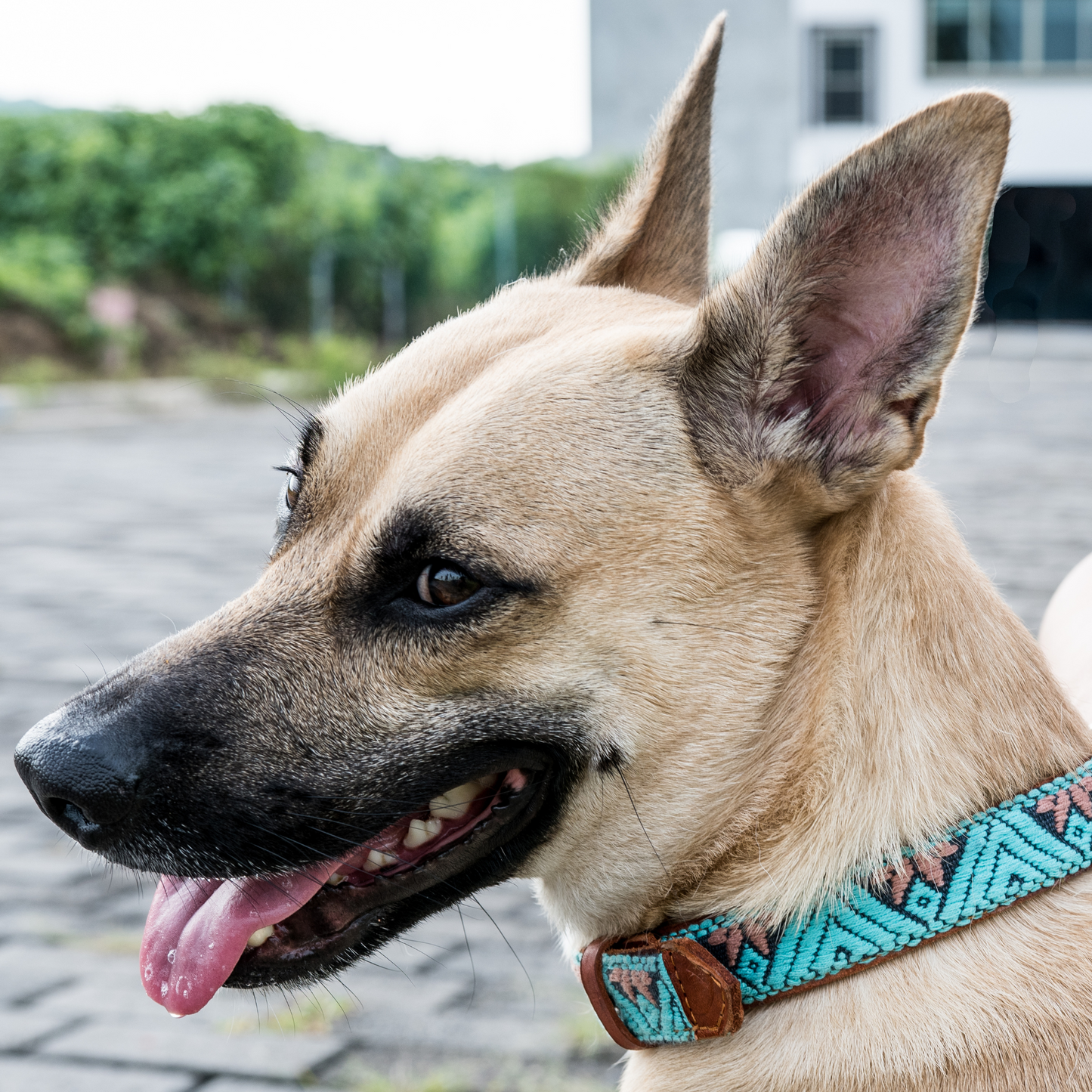 Image of a dog proudly wearing the Paw Tribe Baja White Leather Dog Collar, showcasing its intricate Aztec-inspired embroidery and genuine leather craftsmanship.