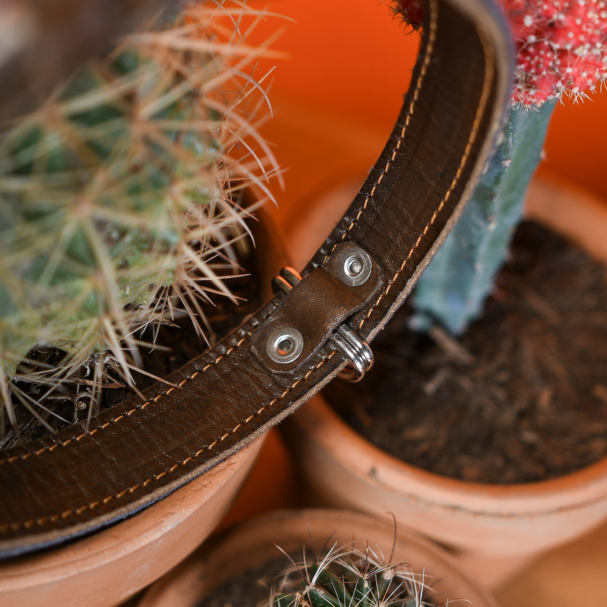 Inner D-ring protection of a Bronze Olive dog collar displayed on a cactus, emphasizing protective features.