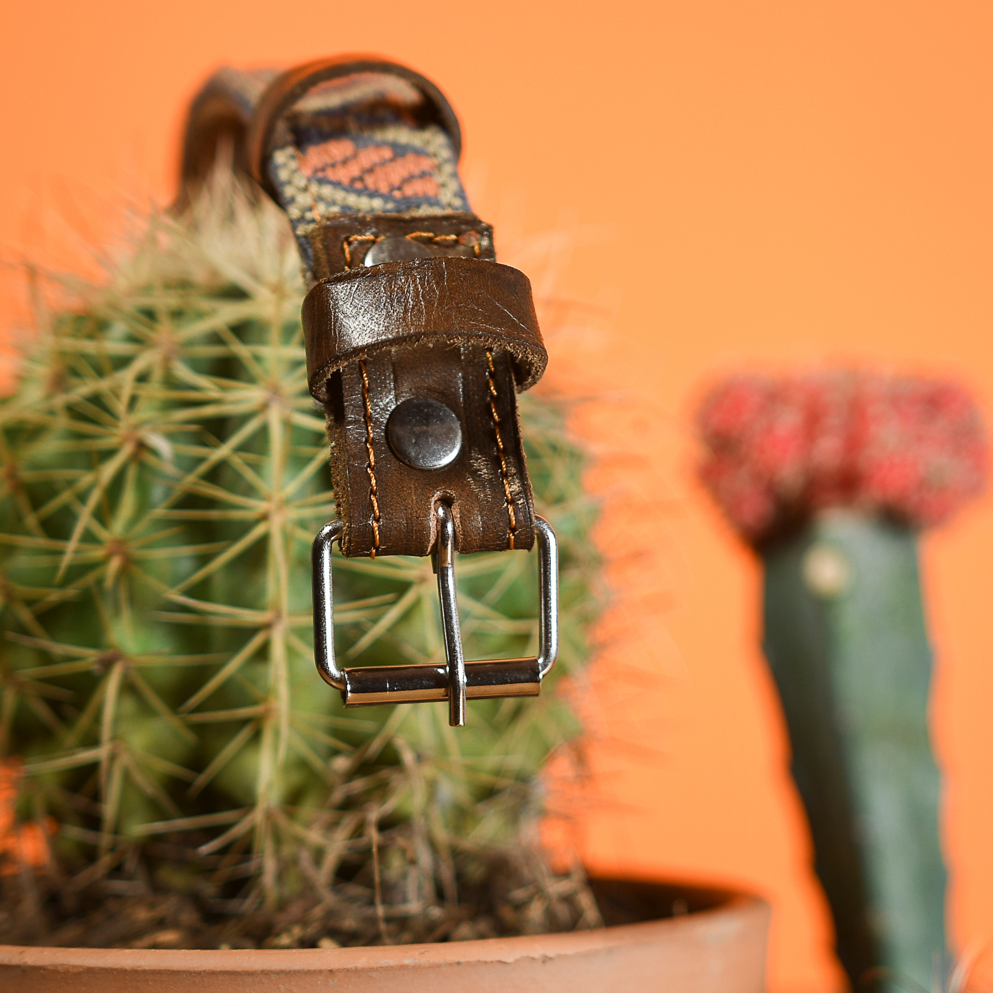 Close view of the steel buckle of a Bronze Olive dog collar hanging from a cactus, focusing on durability.