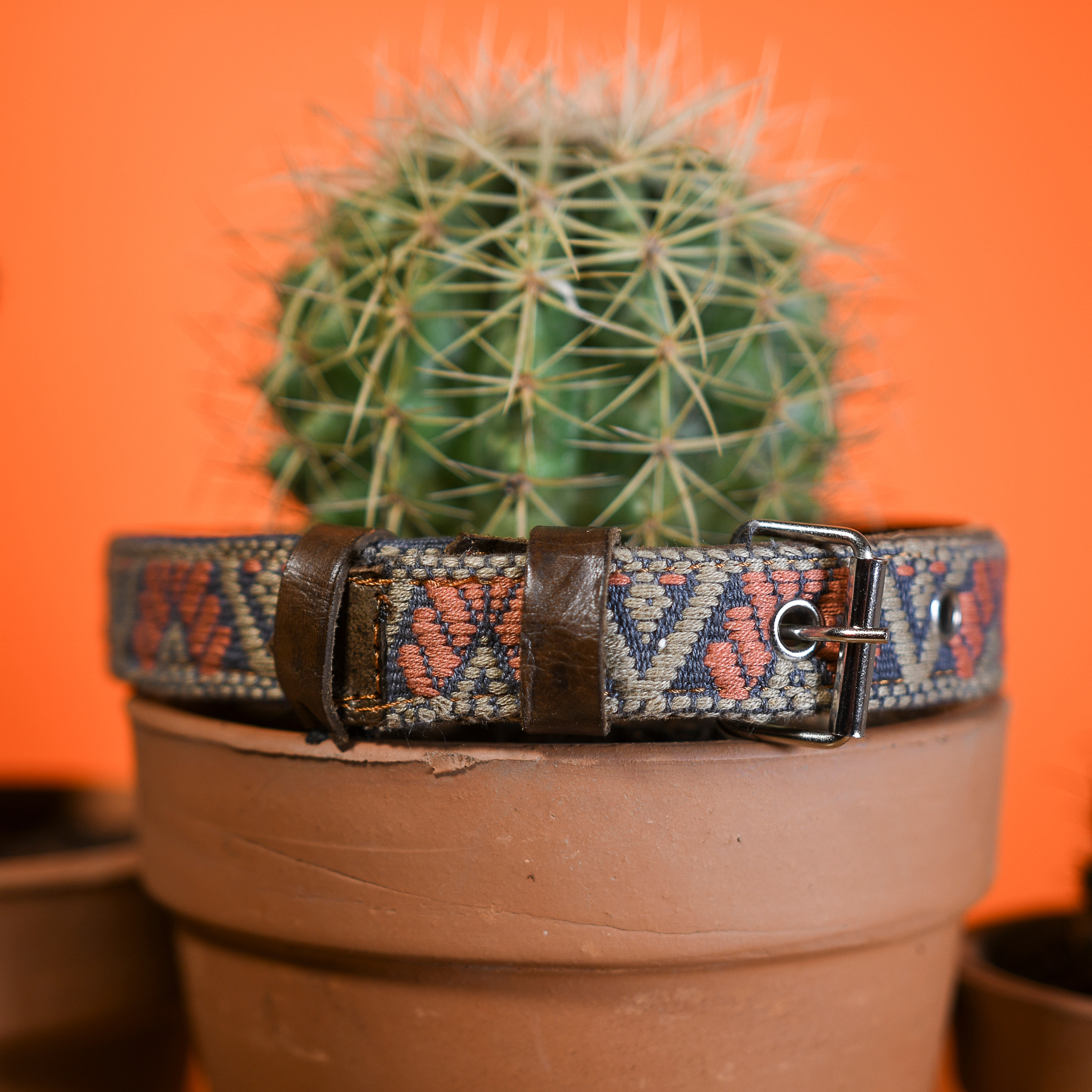 Full Bronze Olive leather dog collar elegantly hanging from a cactus, blending natural and artisanal elements.