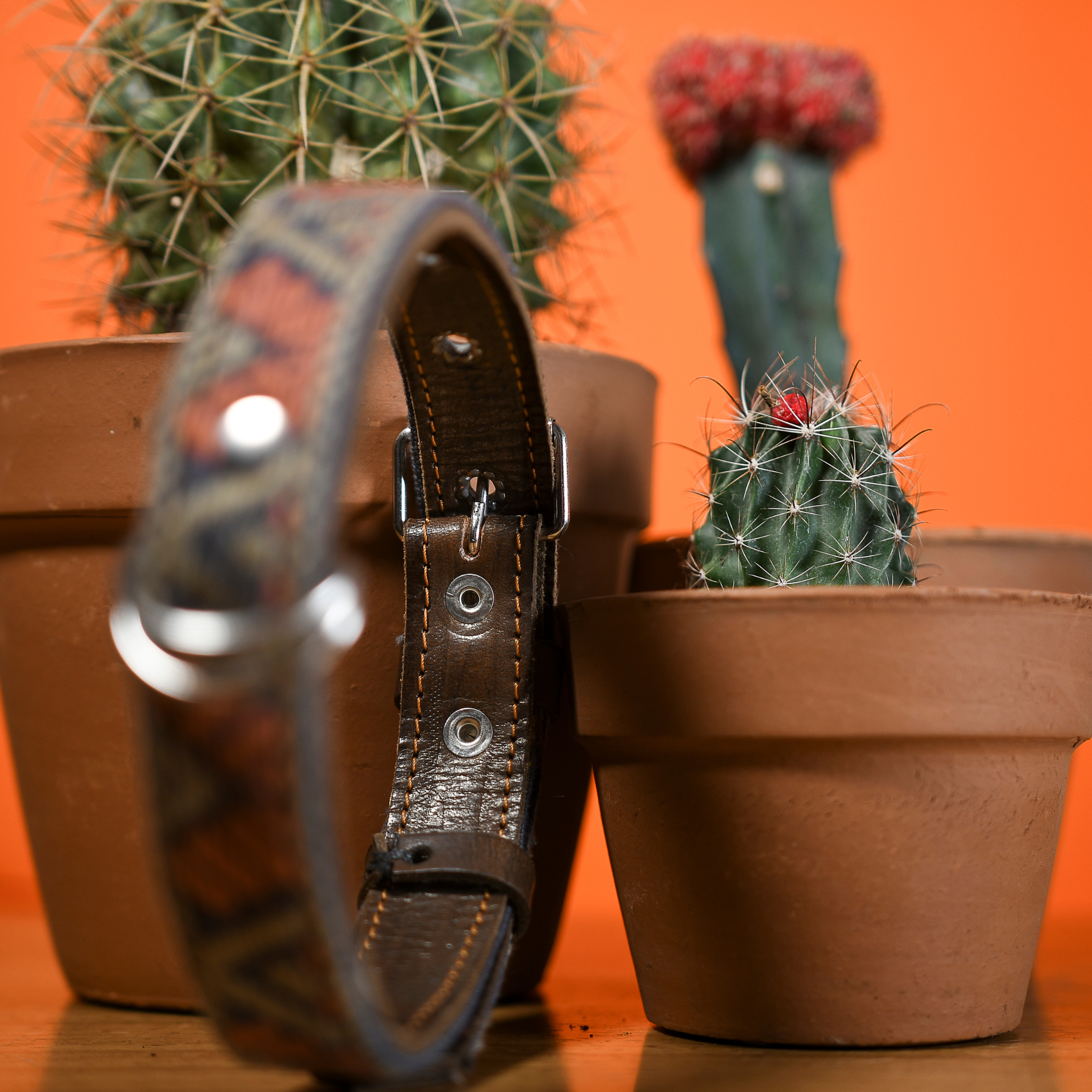 Inner D-ring protection of a Bronze Olive dog collar displayed on a cactus, emphasizing protective features.