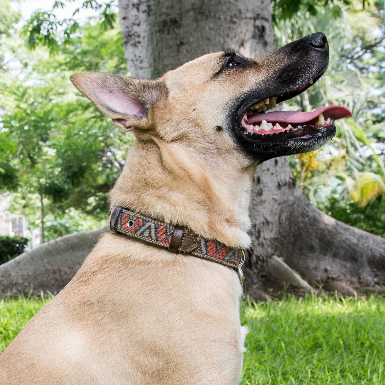 A dog proudly wearing a stylish Bronze Olive leather collar, focusing on fit and fashion.