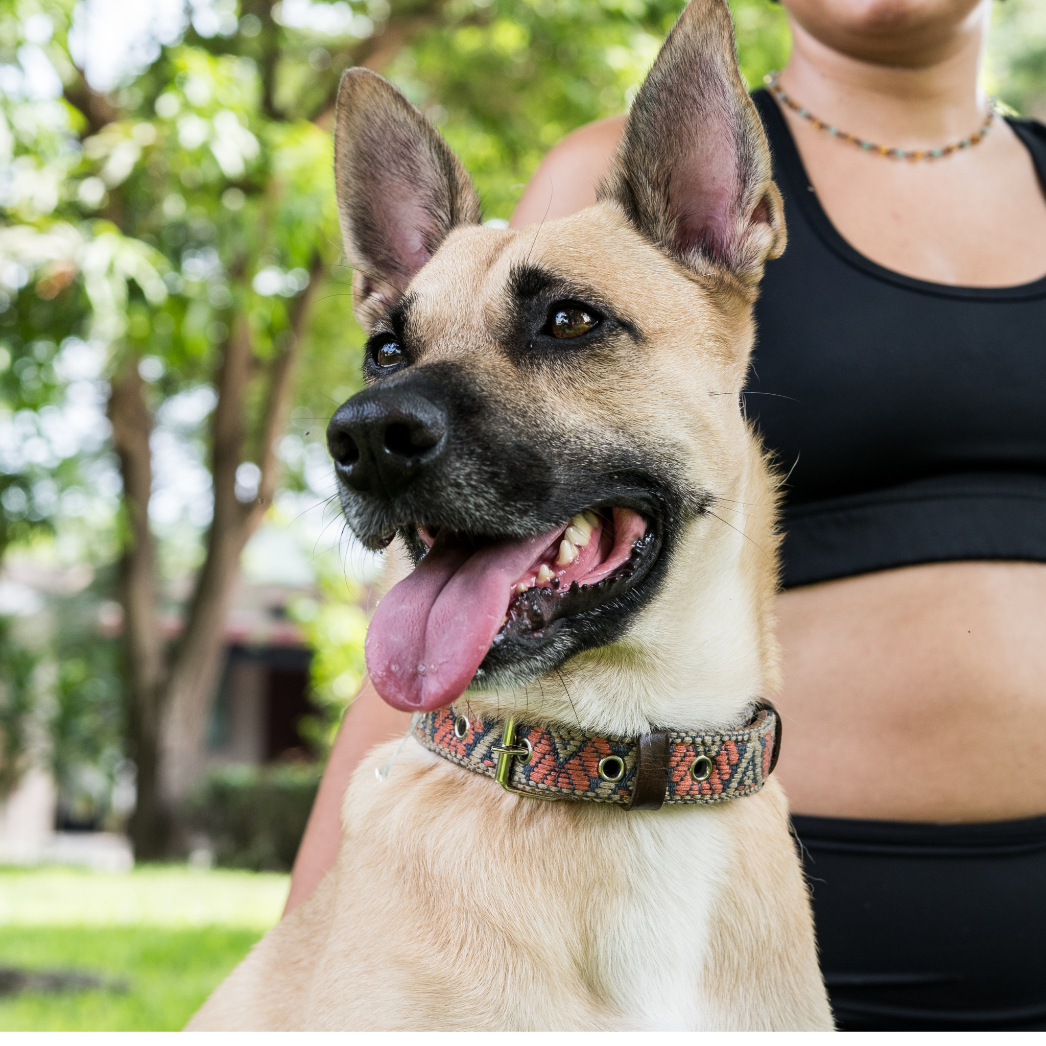 A dog with its owner, both appearing happy and content, with the dog wearing a Bronze Olive collar.