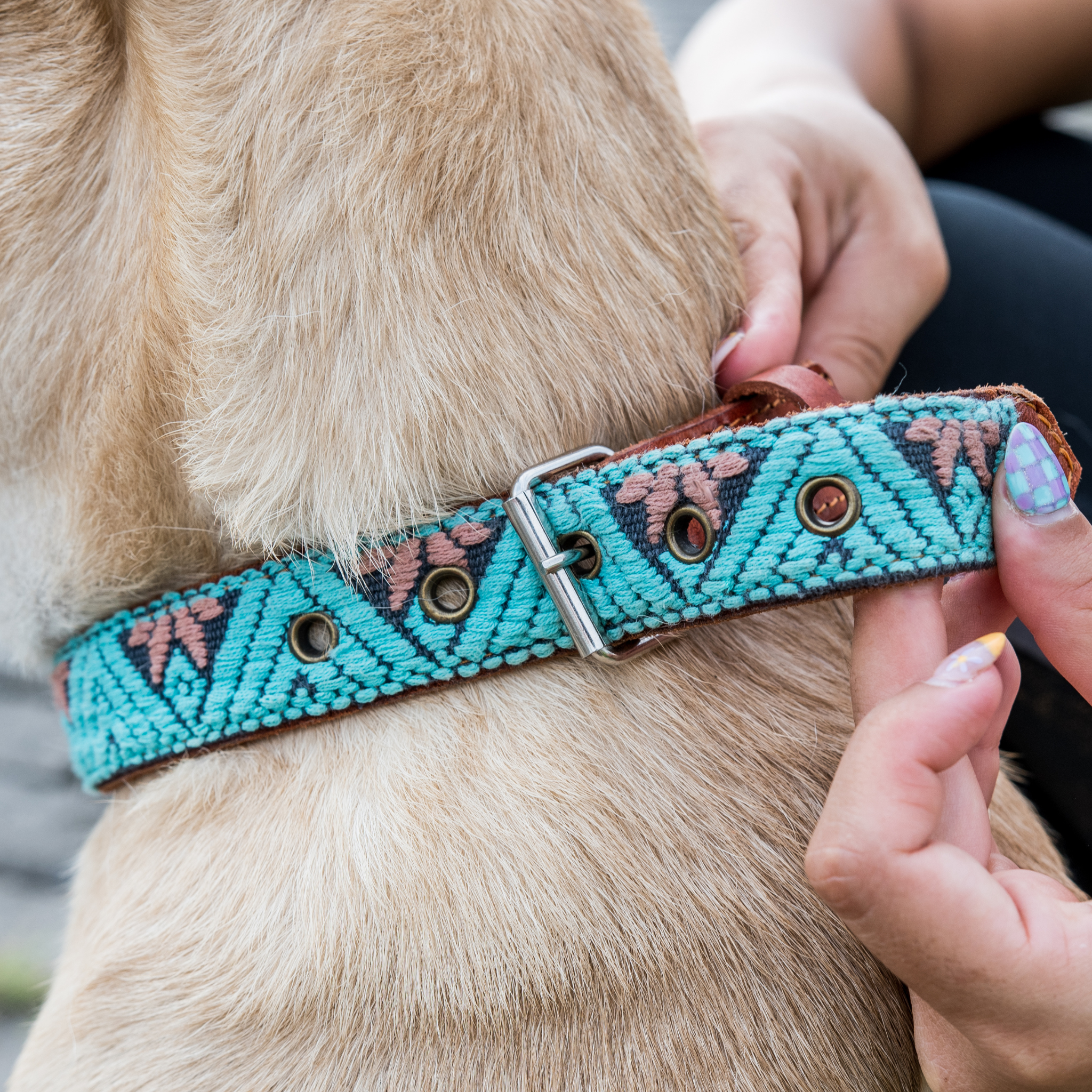 Adjusting the size of a teal dog collar on a dog, demonstrating ease of fit.