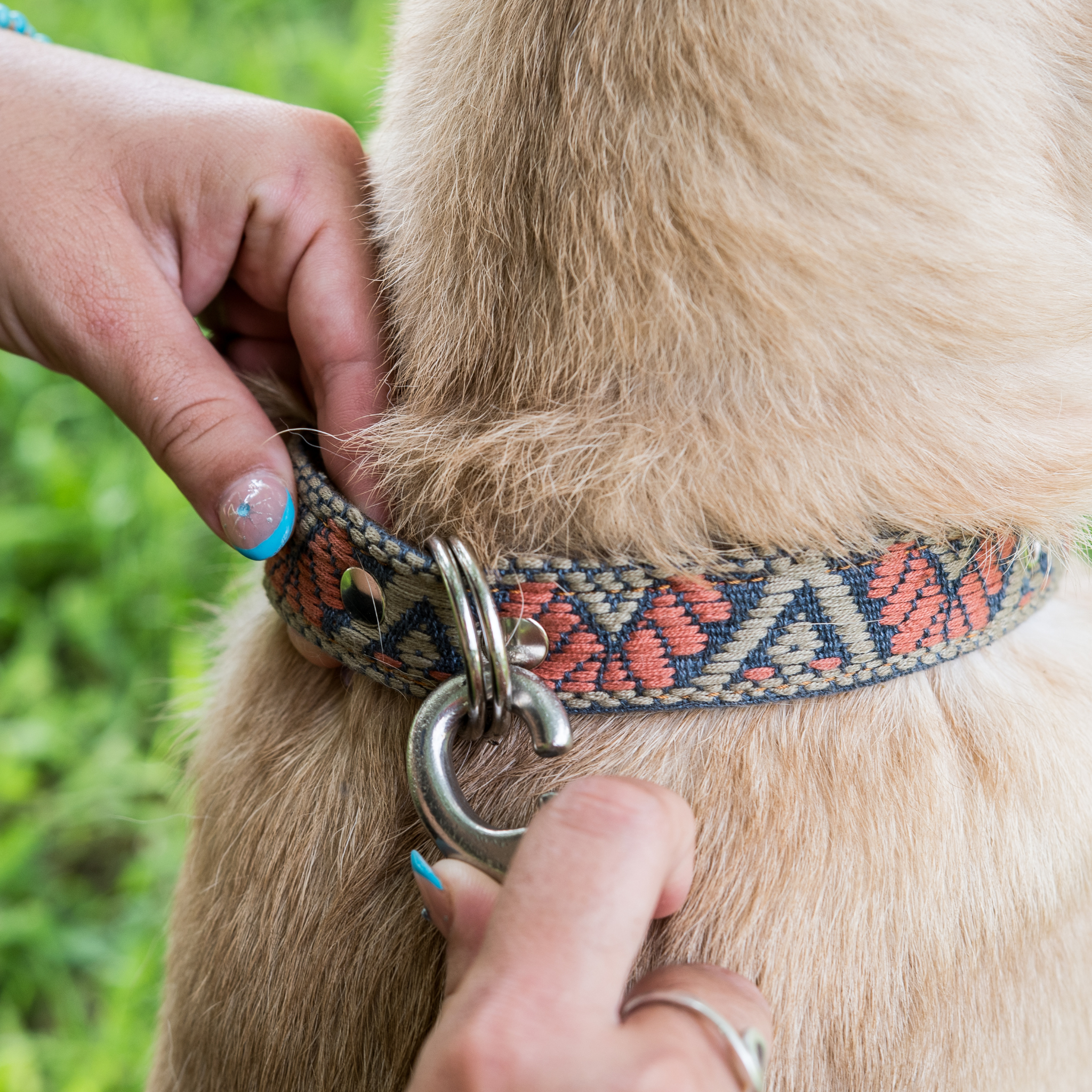 Attaching a leash to the dual D-rings of a Bronze Olive dog collar on a dog, showcasing practical use.