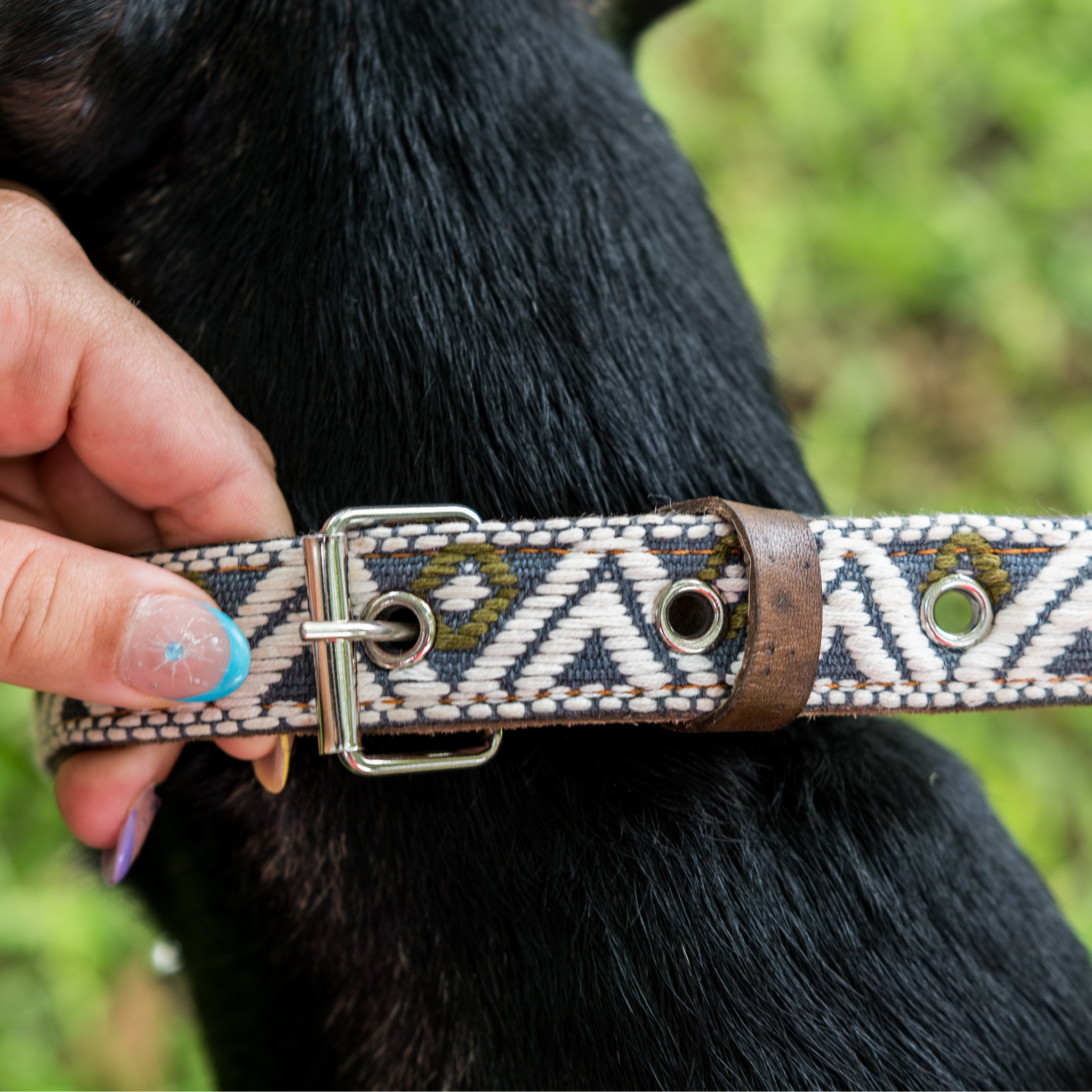 Adjusting the size of a Ceramic Cello dog collar on a dog, demonstrating ease of fit.