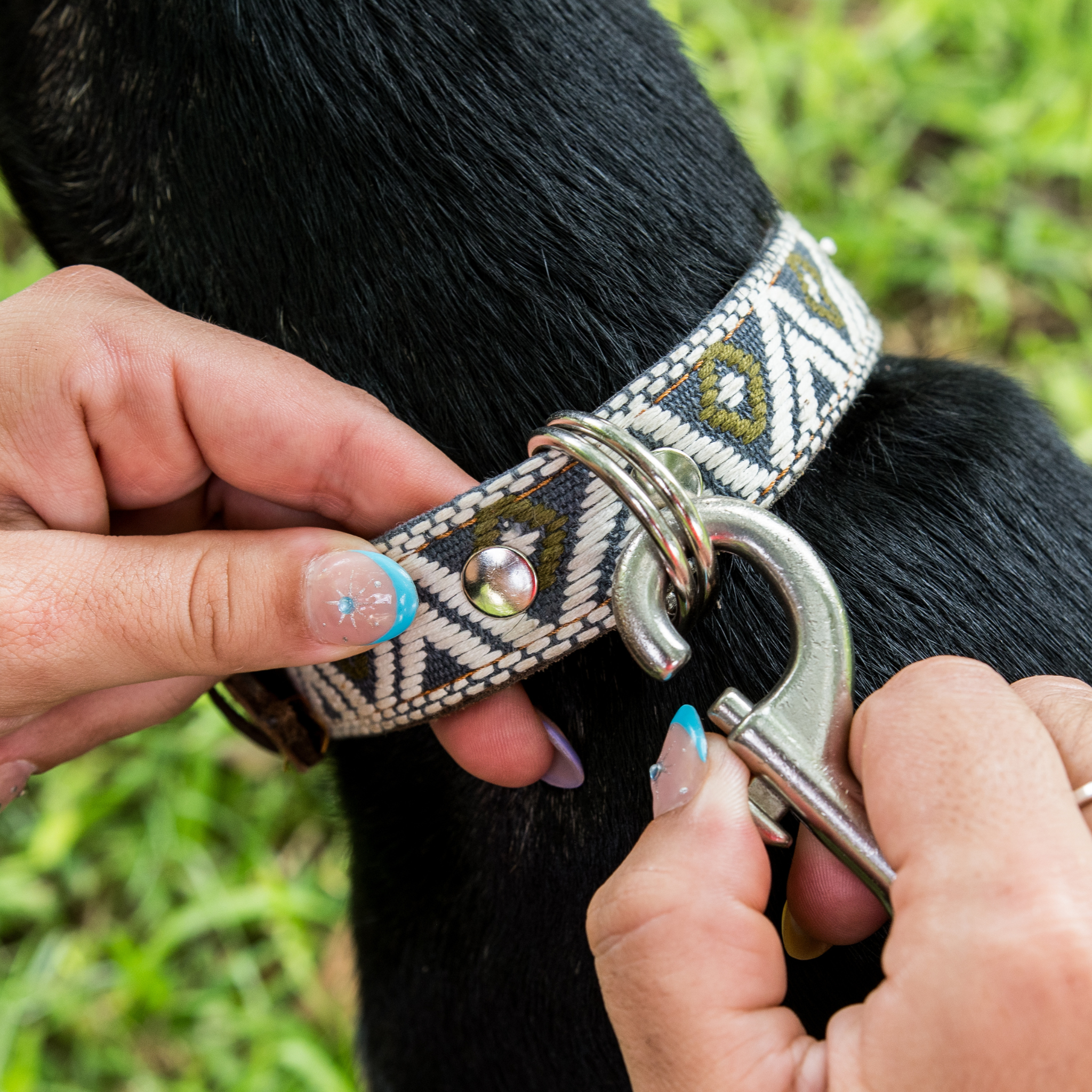 Attaching a leash to the dual D-rings of a Ceramic Cello dog collar on a dog, showcasing practical use.