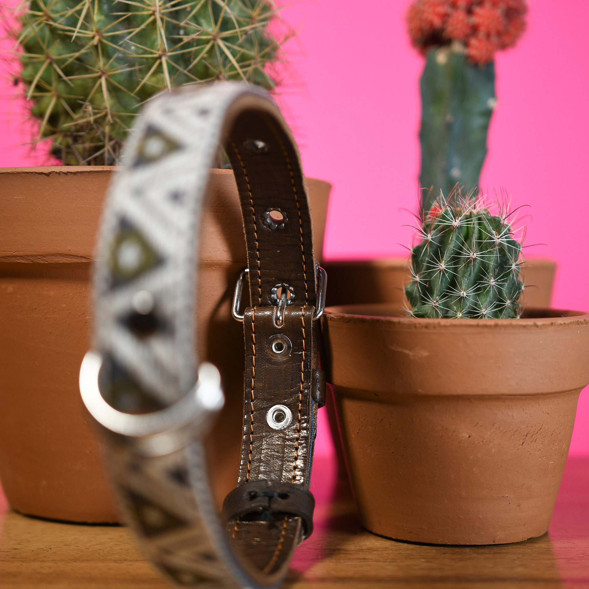 Detailed embroidery on a Ceramic Cello dog collar against a cactus backdrop, highlighting artistic detail.