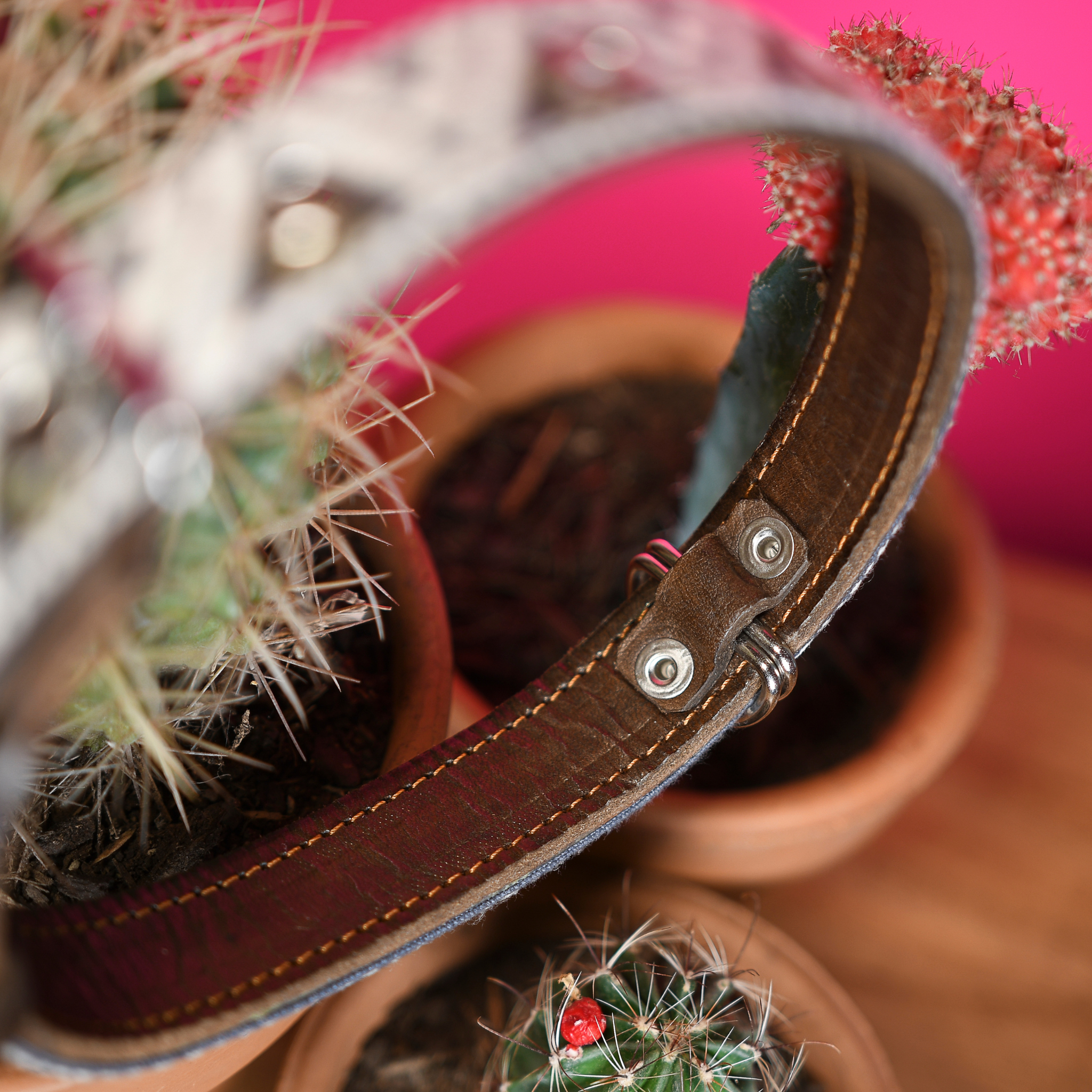 Inner D-ring protection of a Ceramic Cello dog collar displayed on a cactus, emphasizing protective features.
