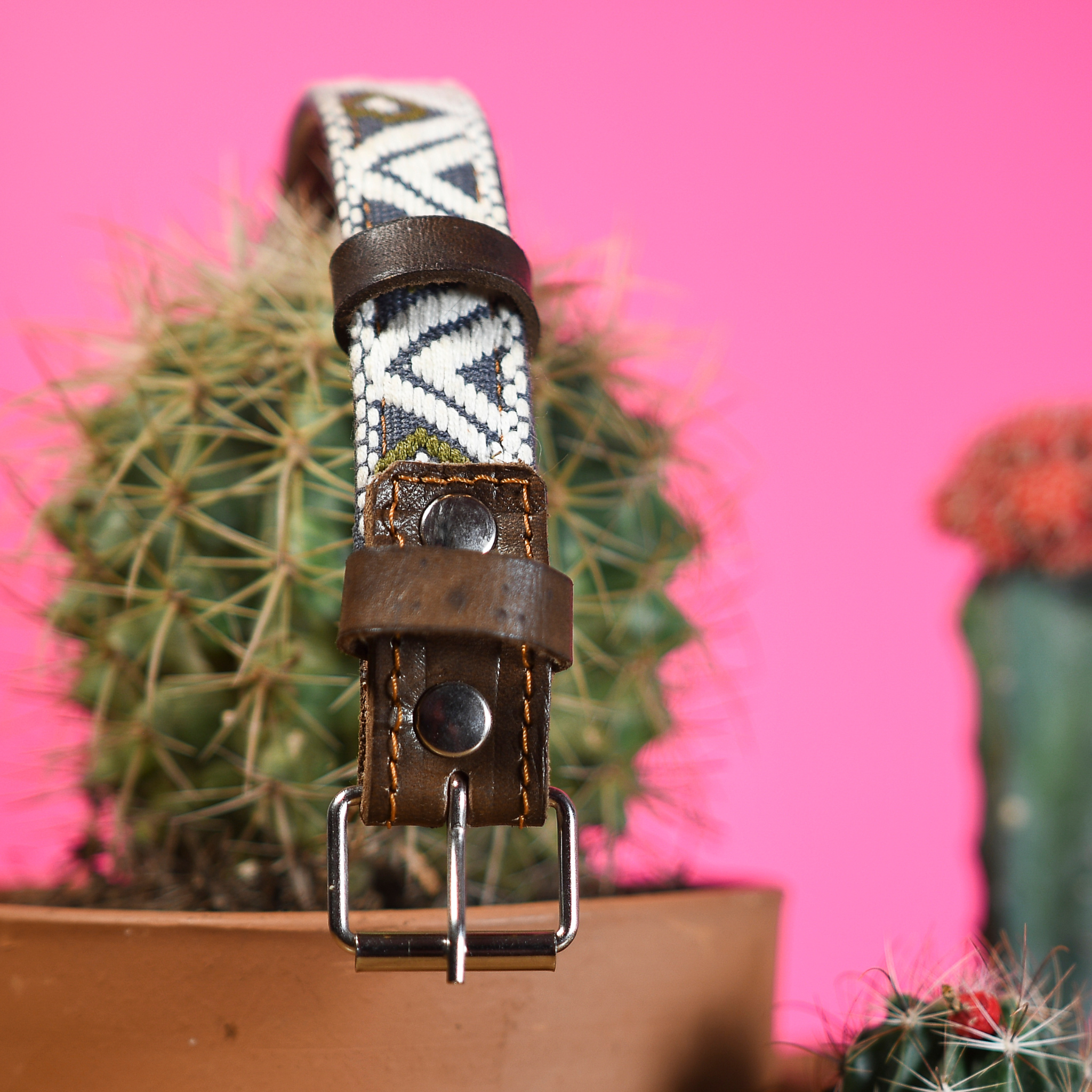 Close view of the steel buckle of a Ceramic Cello dog collar hanging from a cactus, focusing on durability.