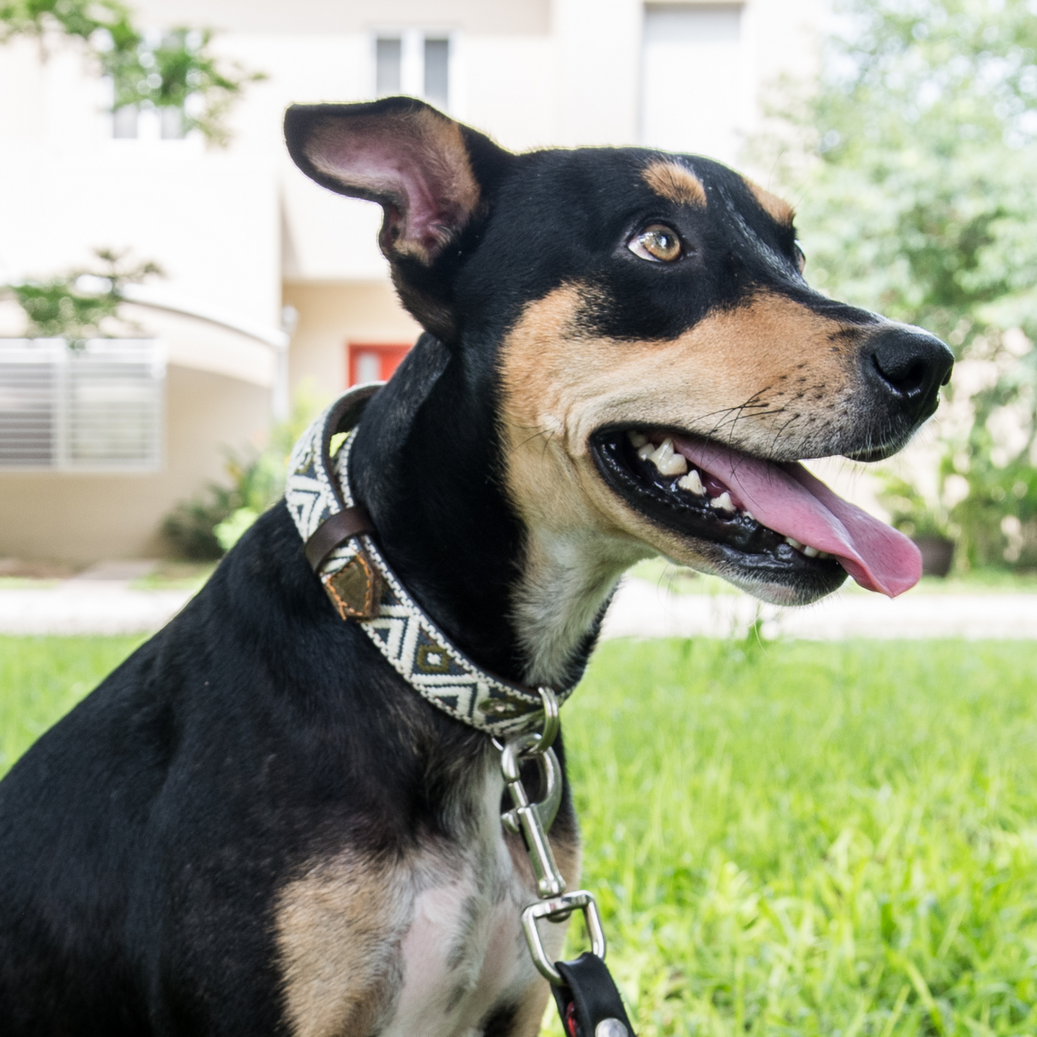 A dog proudly wearing a stylish Ceramic Cello leather collar, focusing on fit and fashion.