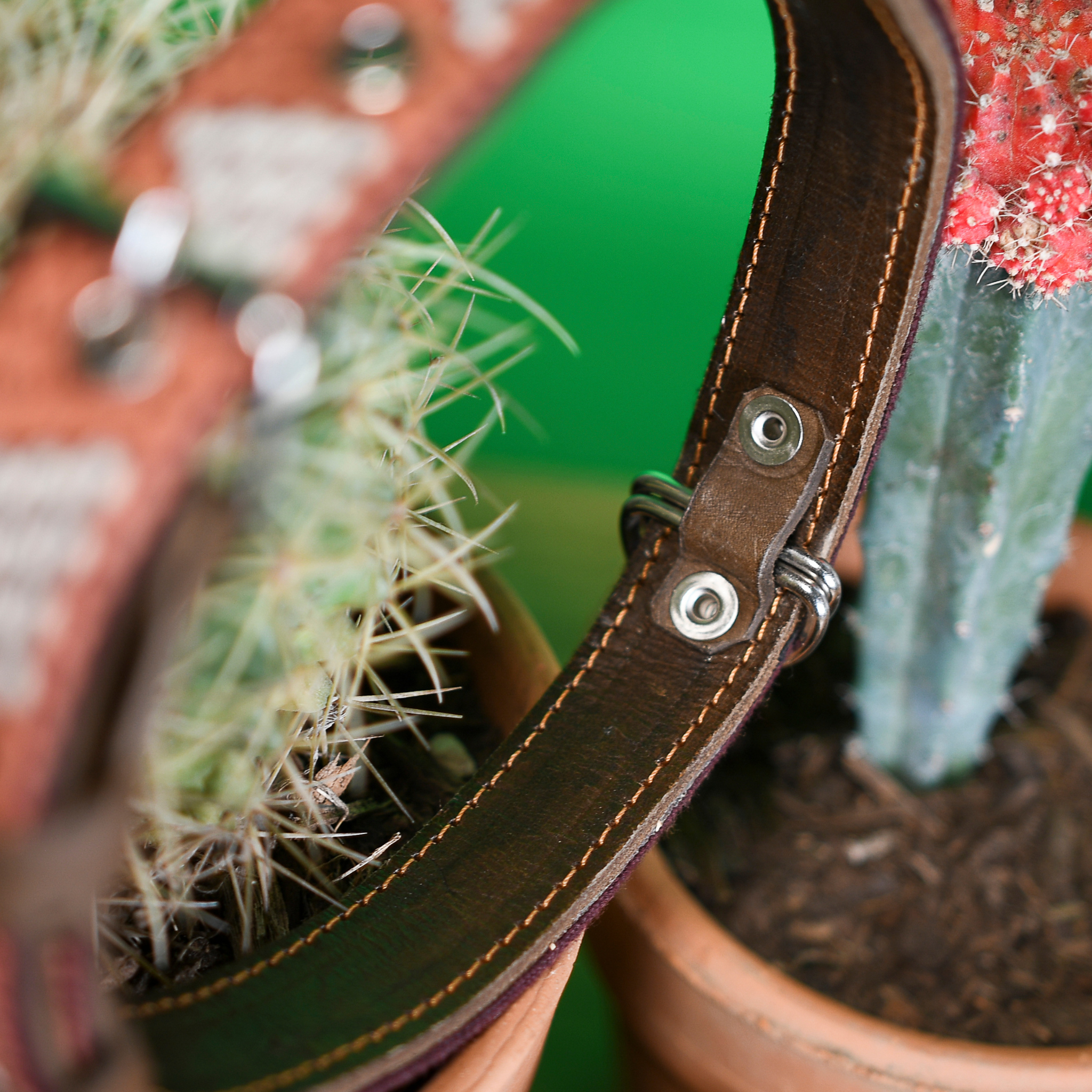 Inner D-ring protection of a Brown Rust dog collar displayed on a cactus, emphasizing protective features.
