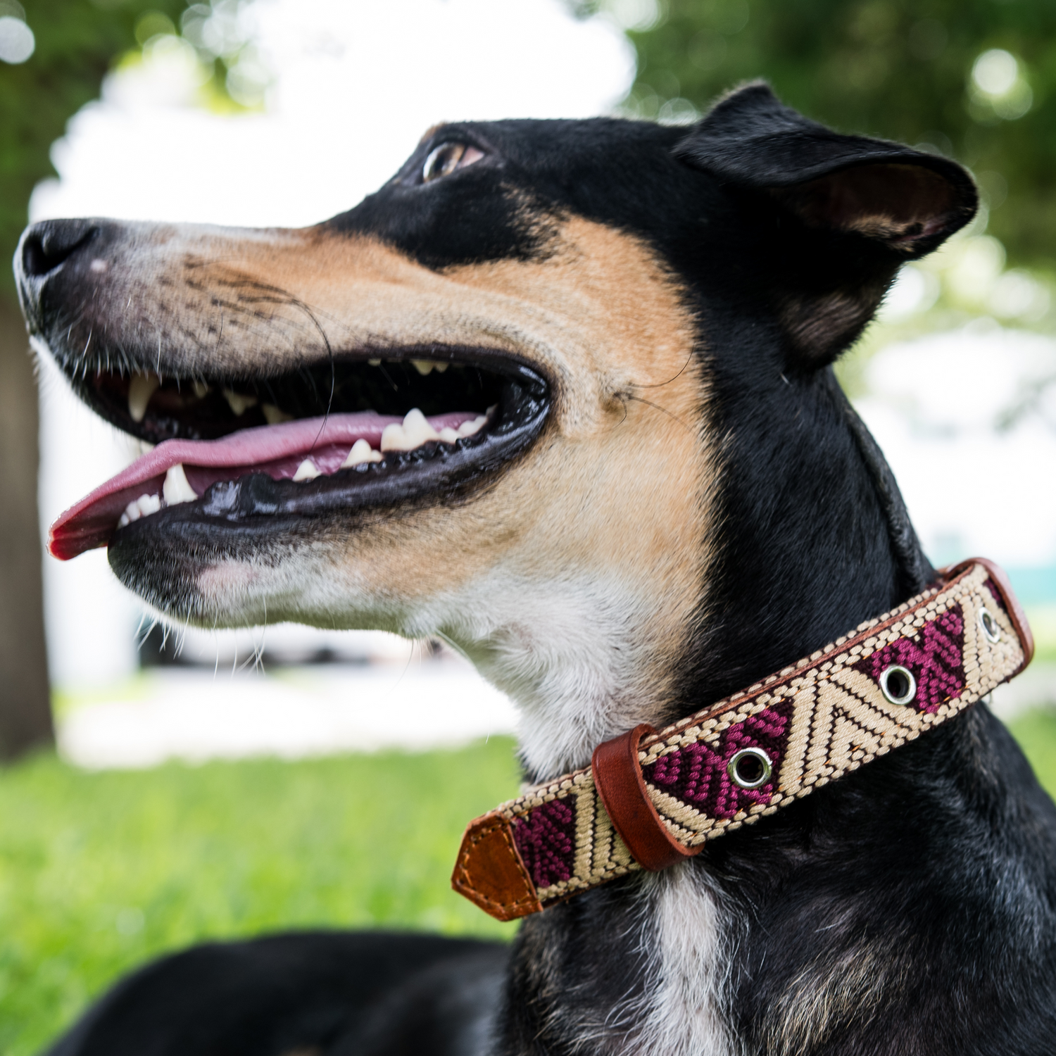 Image of a dog proudly wearing the Paw Tribe Baja White Leather Dog Collar, showcasing its intricate Aztec-inspired embroidery and genuine leather craftsmanship.