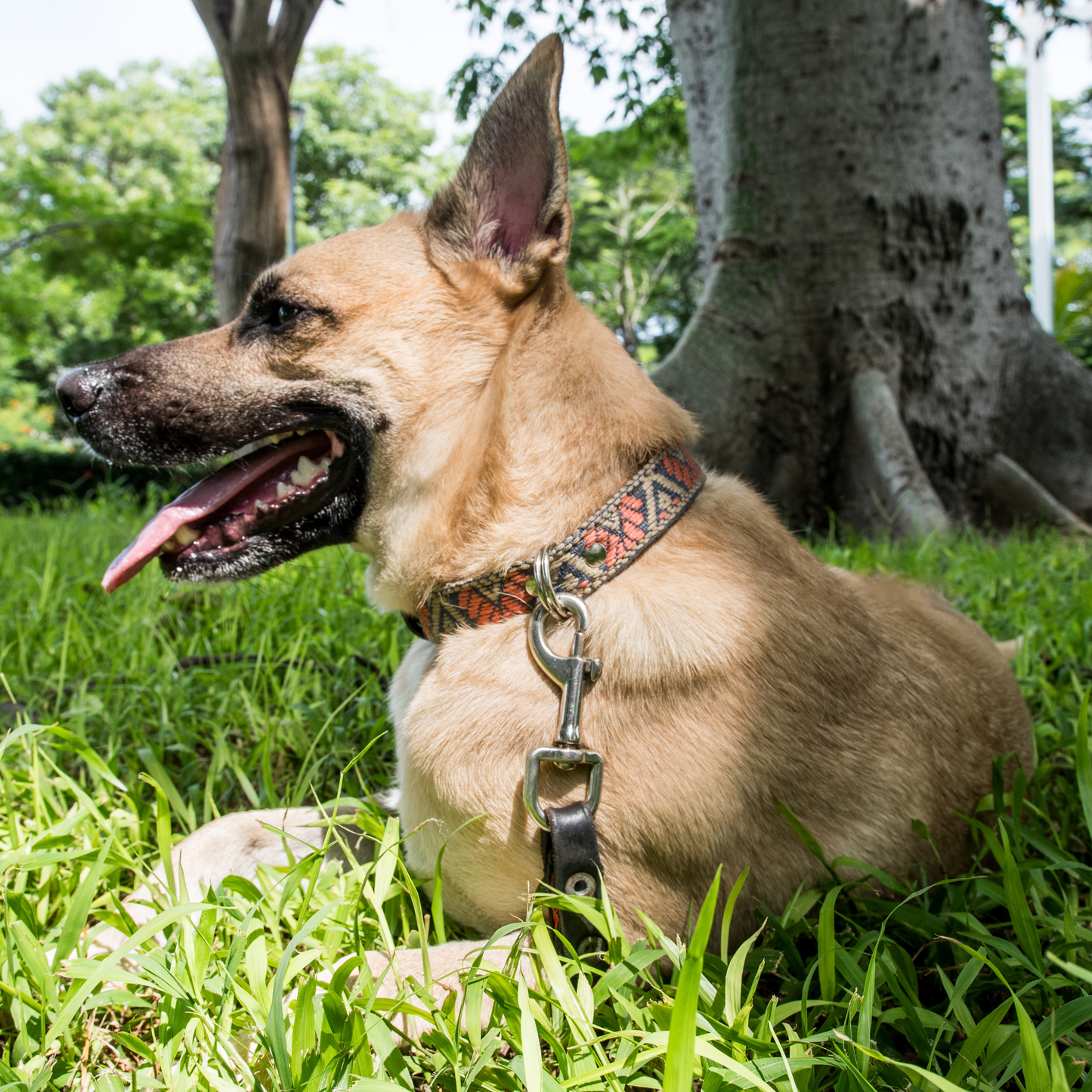 A dog proudly wearing a stylish Bronze Olive leather collar, focusing on fit and fashion.