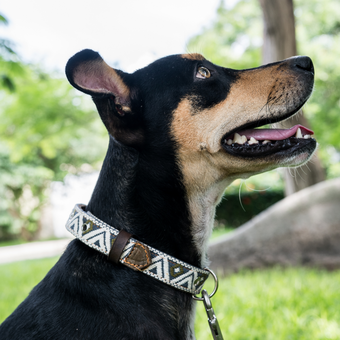 A dog proudly wearing a stylish Ceramic Cello leather collar, focusing on fit and fashion.