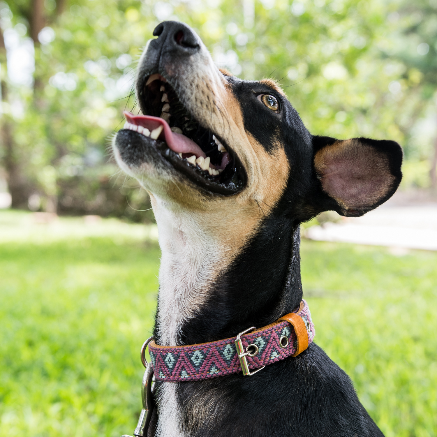 A dog proudly wearing a stylish Camelot leather collar, focusing on fit and fashion