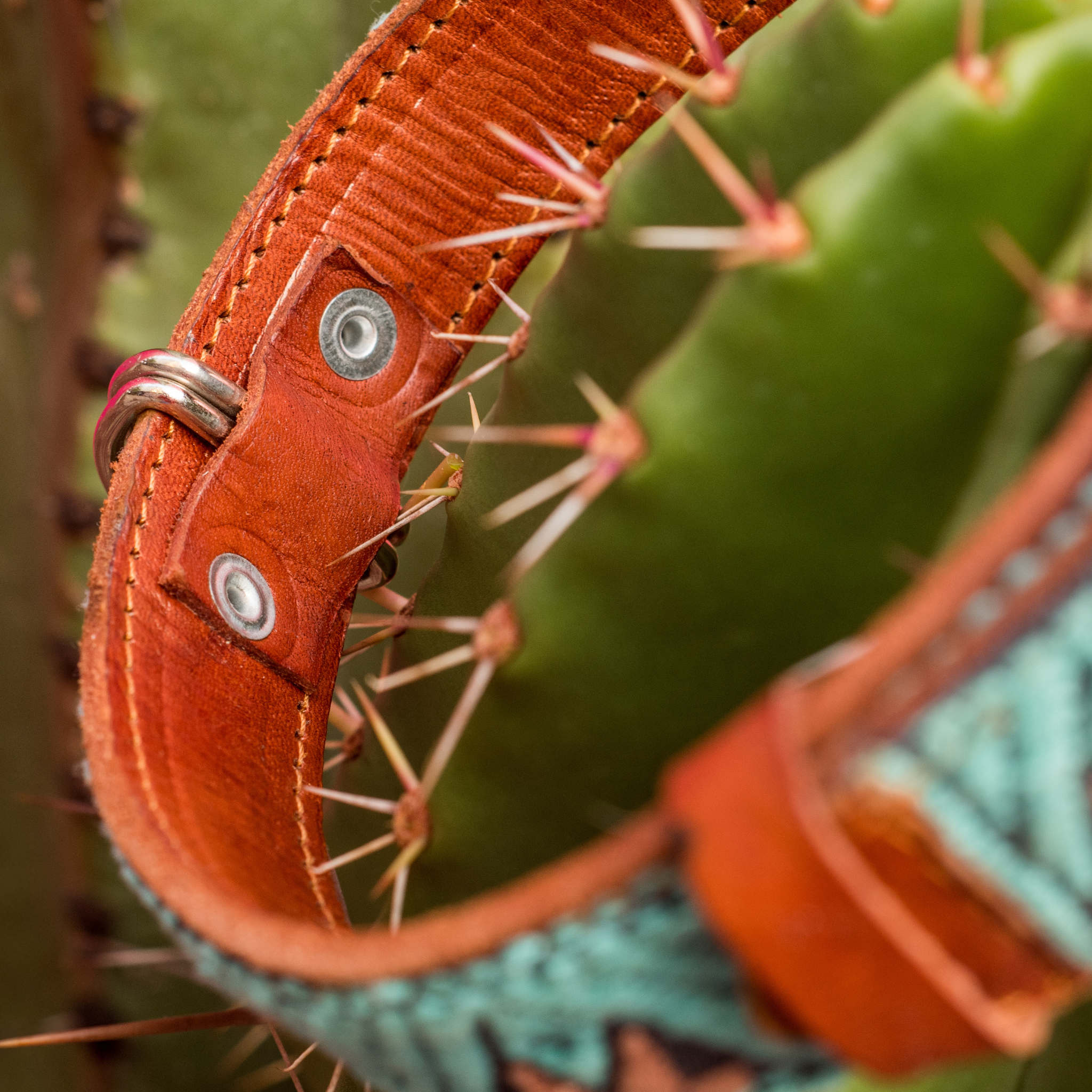 Inner D-ring protection of a teal dog collar displayed on a cactus, emphasizing protective features.