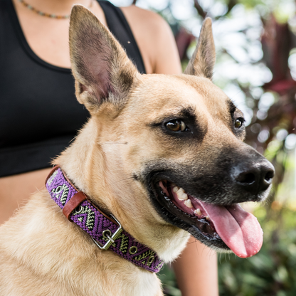 Leather Dog Collar - Amethyst
