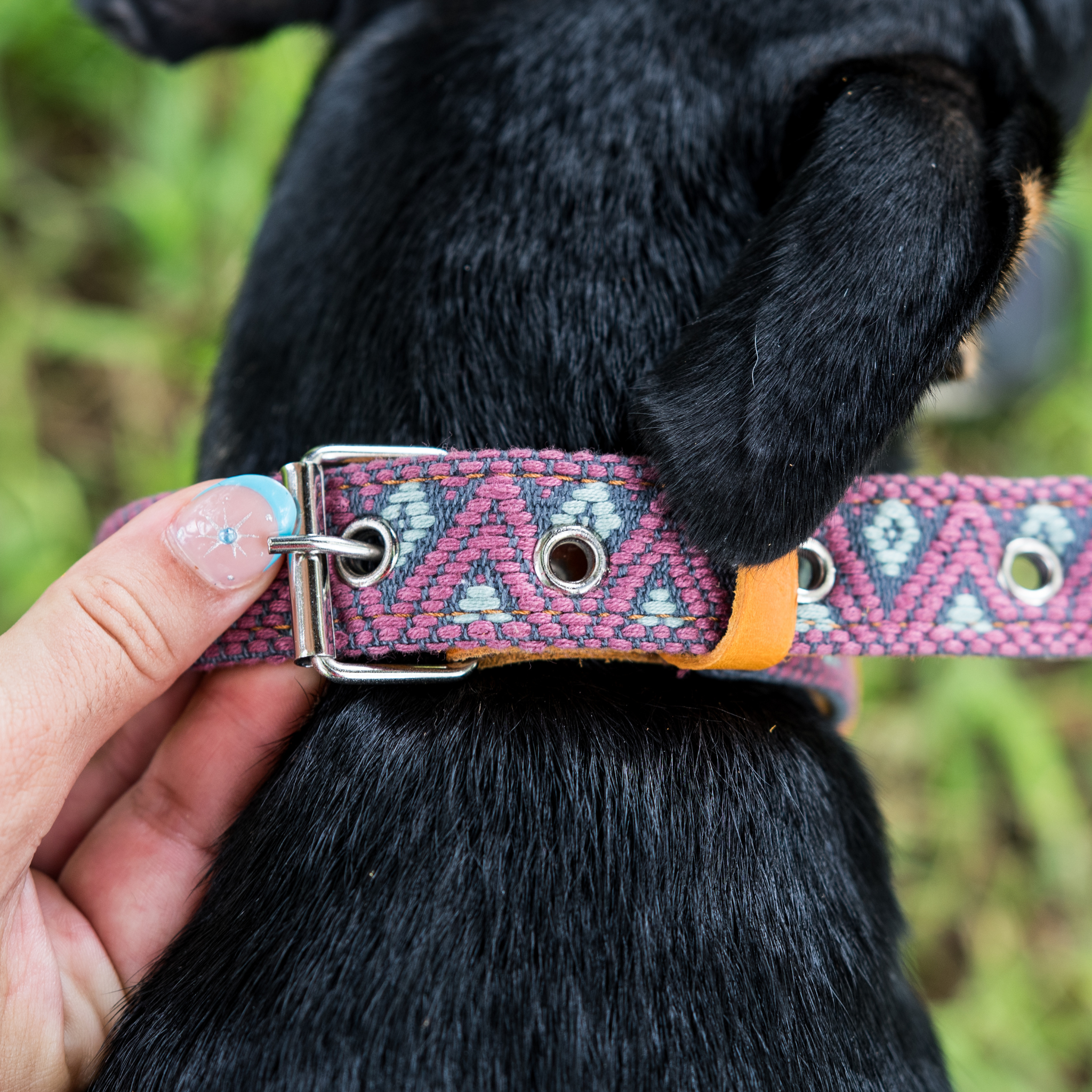 Adjusting the size of a Camelot dog collar on a dog, demonstrating ease of fit.