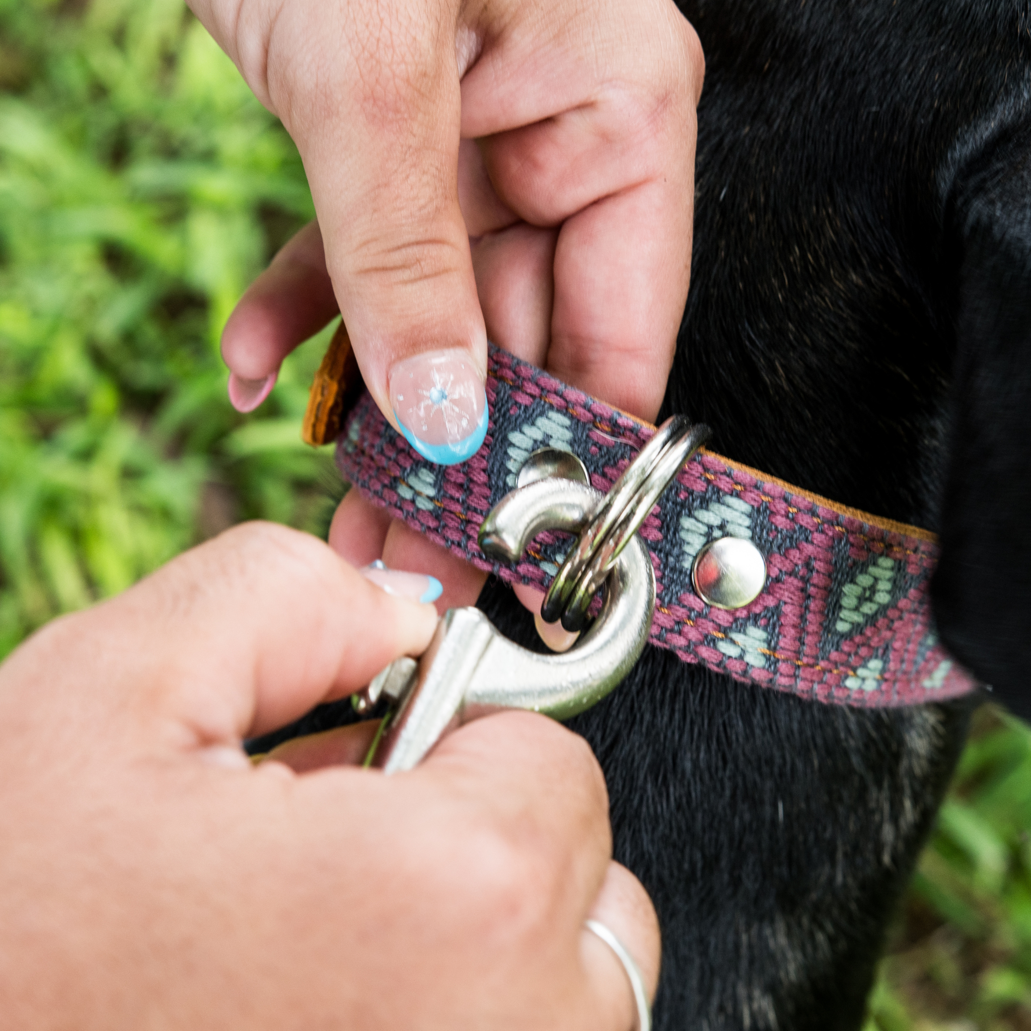 Attaching a leash to the dual D-rings of a Camelot dog collar on a dog, showcasing practical use.