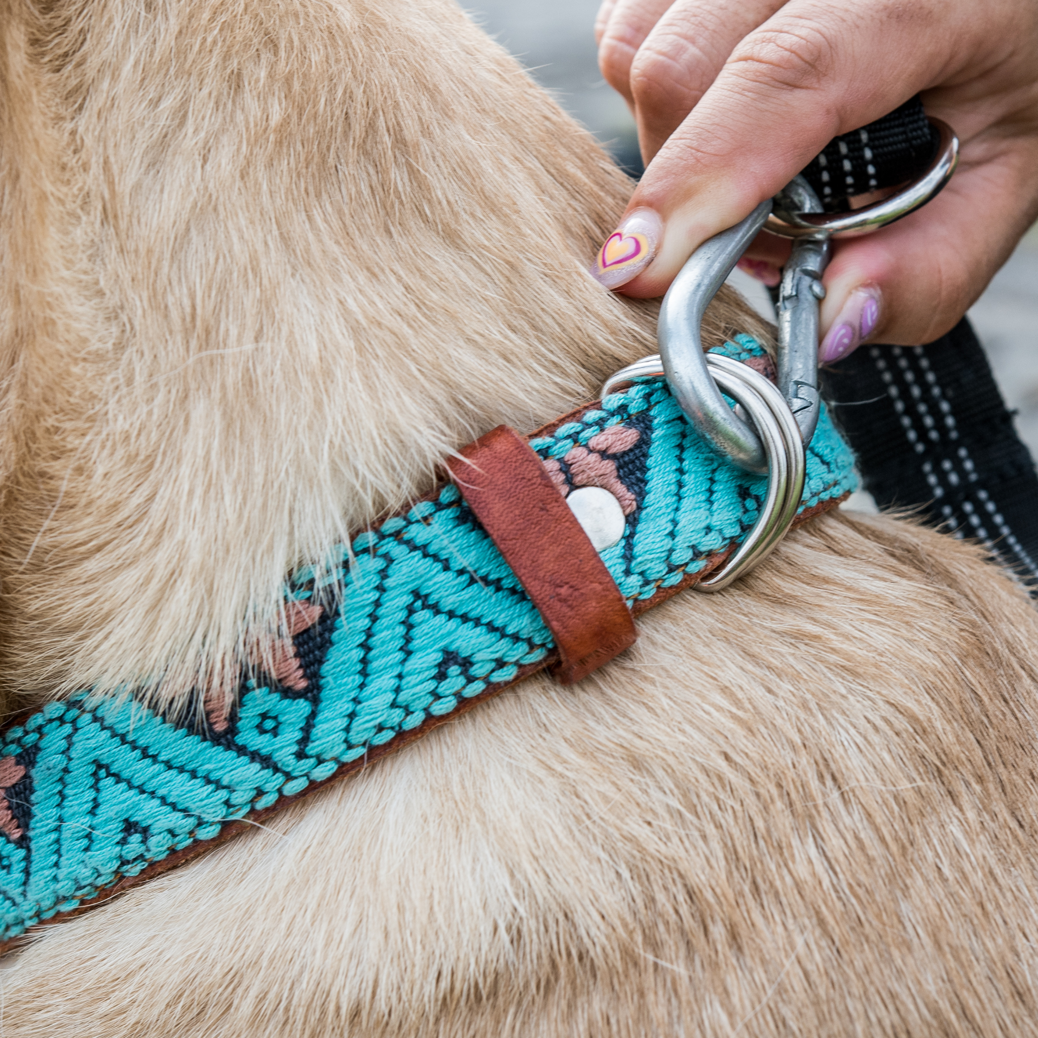  Attaching a leash to the dual D-rings of a teal dog collar on a dog, showcasing practical use.