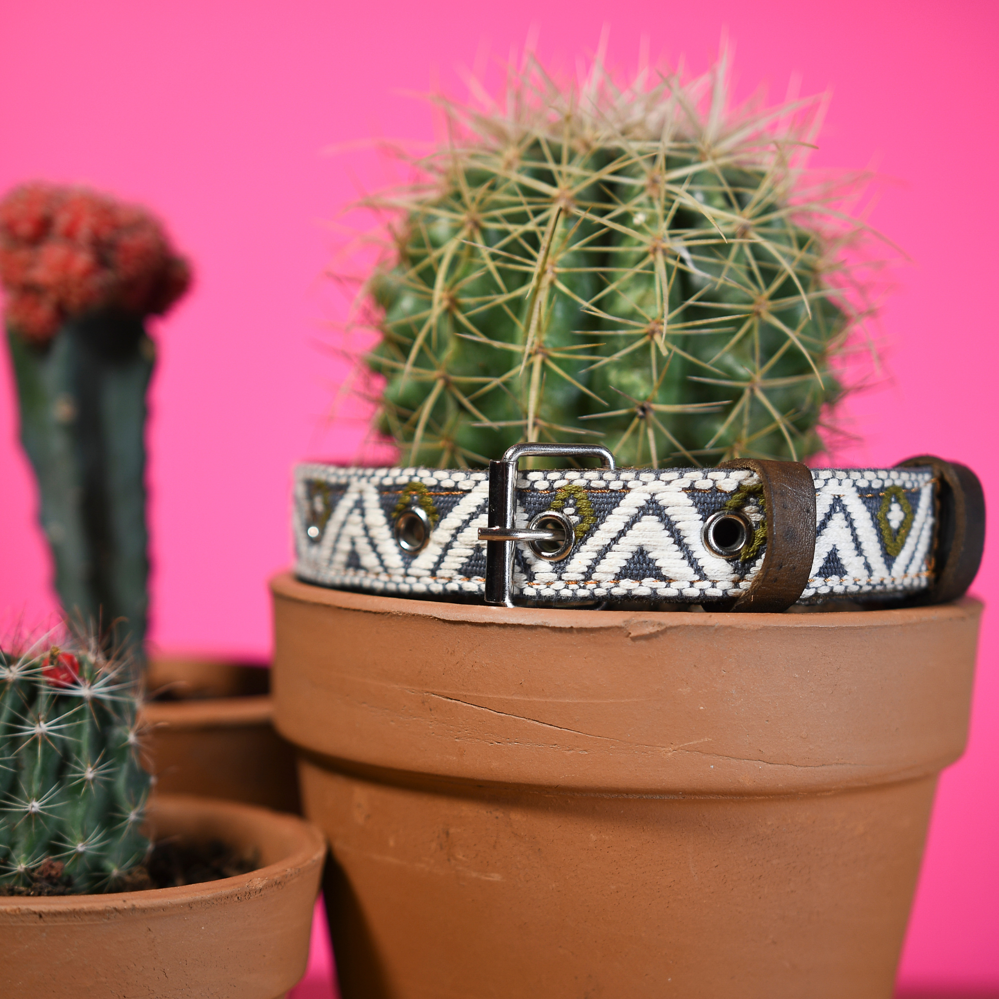 Full Ceramic Cello leather dog collar elegantly hanging from a cactus, blending natural and artisanal elements.