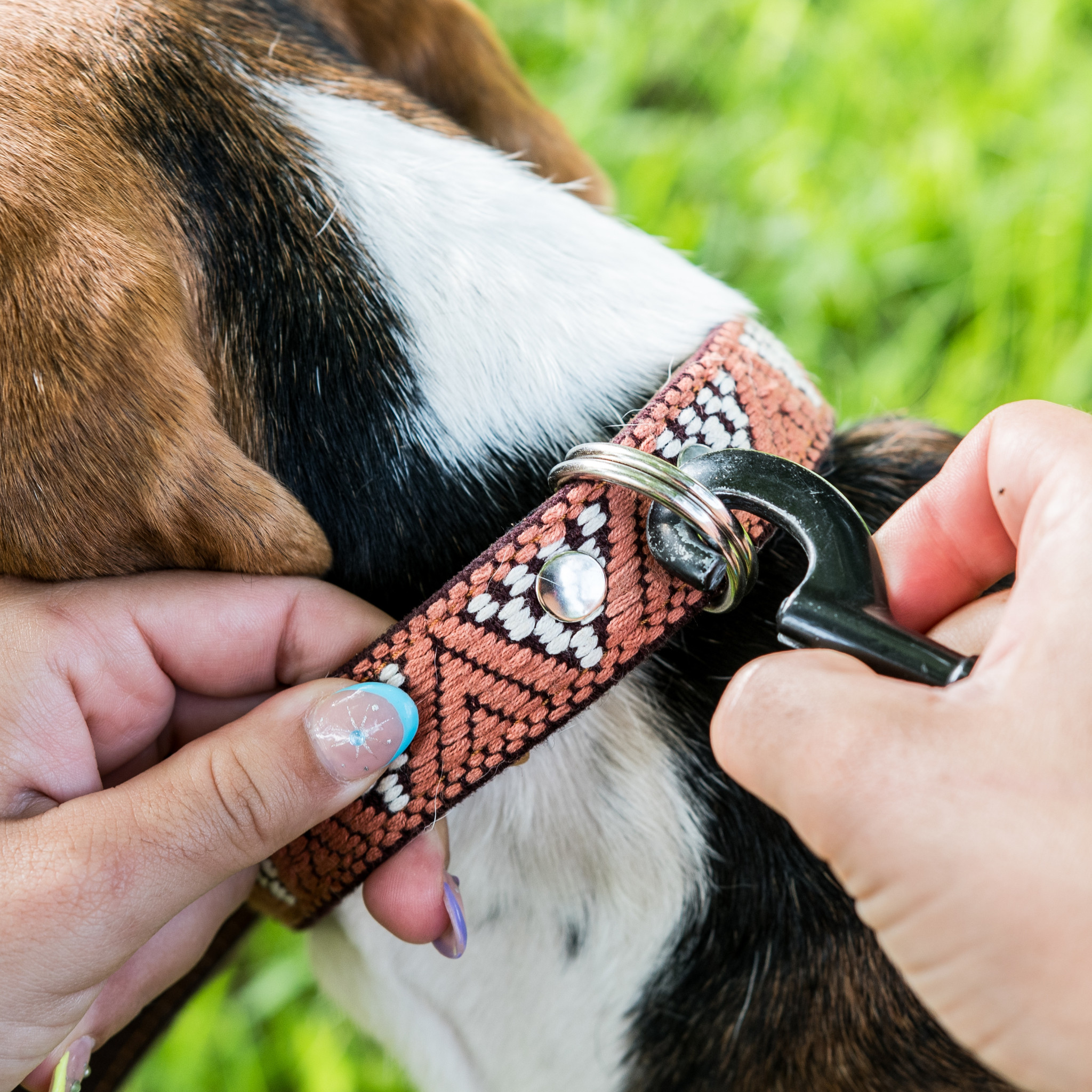 Attaching a leash to the dual D-rings of a Brown Rust dog collar on a dog, showcasing practical use.