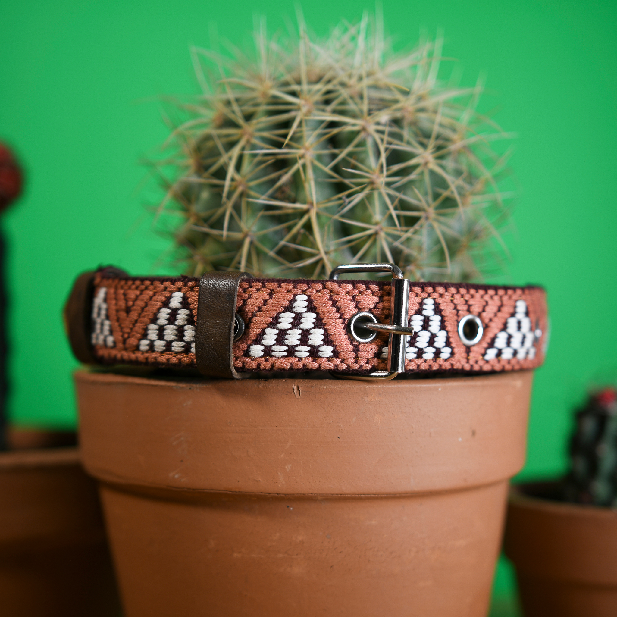 Full Brown Rust leather dog collar elegantly hanging from a cactus, blending natural and artisanal elements.