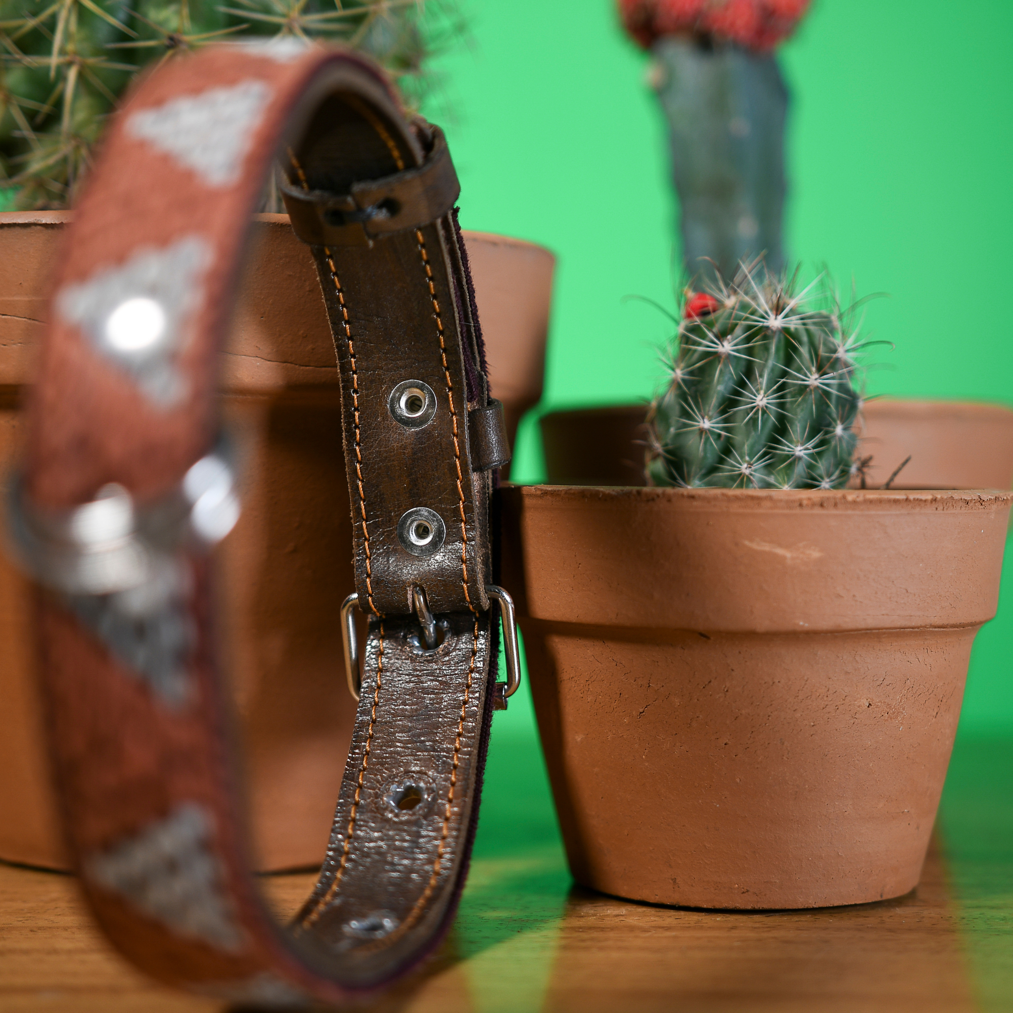 Inner D-ring protection of a Brown Rust dog collar displayed on a cactus, emphasizing protective features.