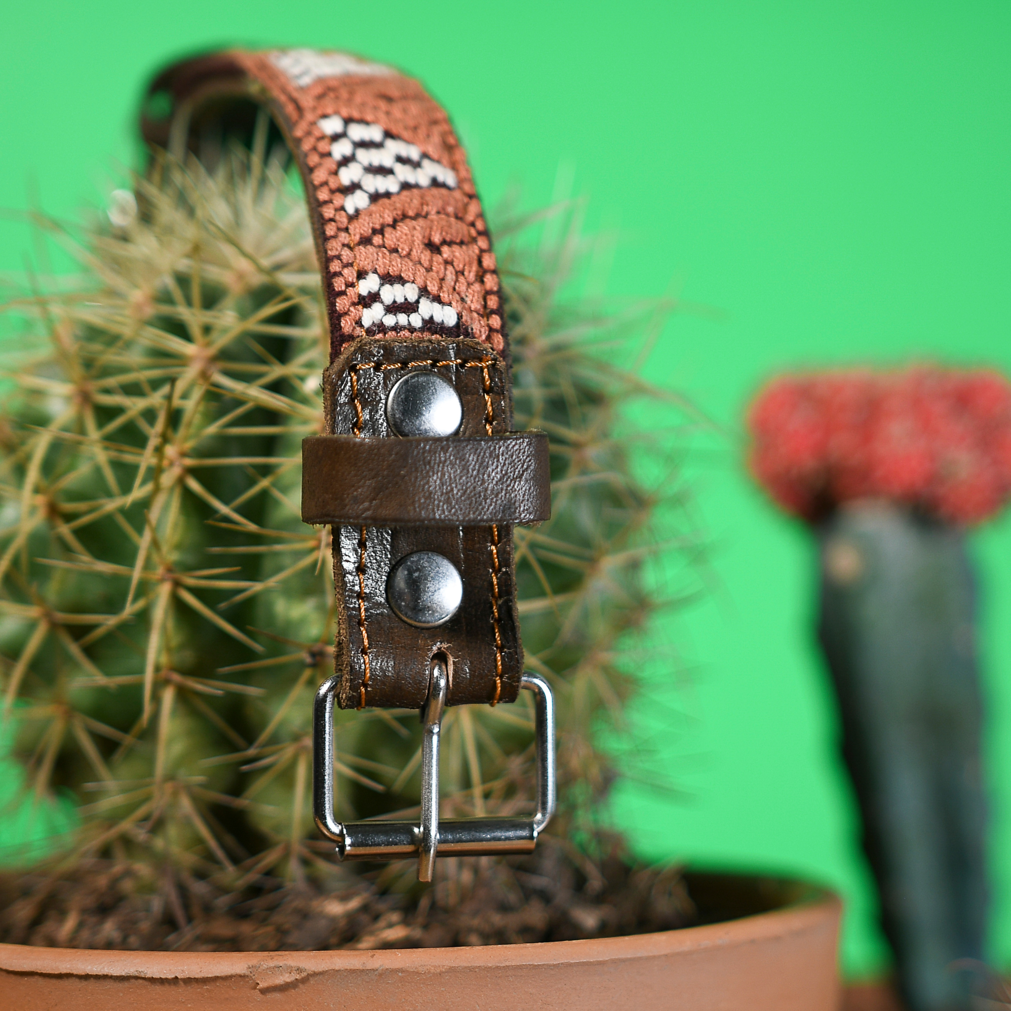 Close view of the steel buckle of a Brown Rust dog collar hanging from a cactus, focusing on durability.