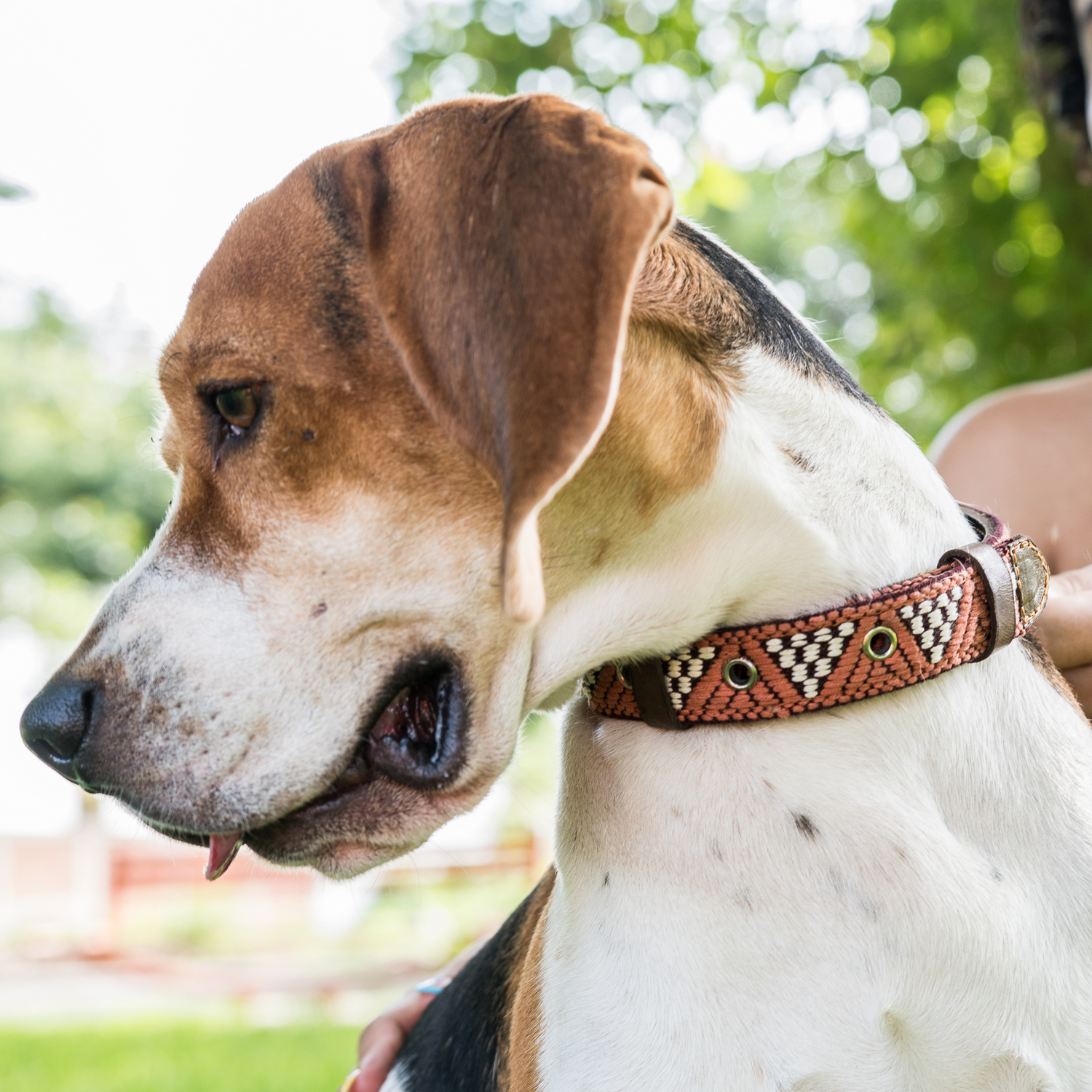 A dog proudly wearing a stylish Brown Rust leather collar, focusing on fit and fashion.