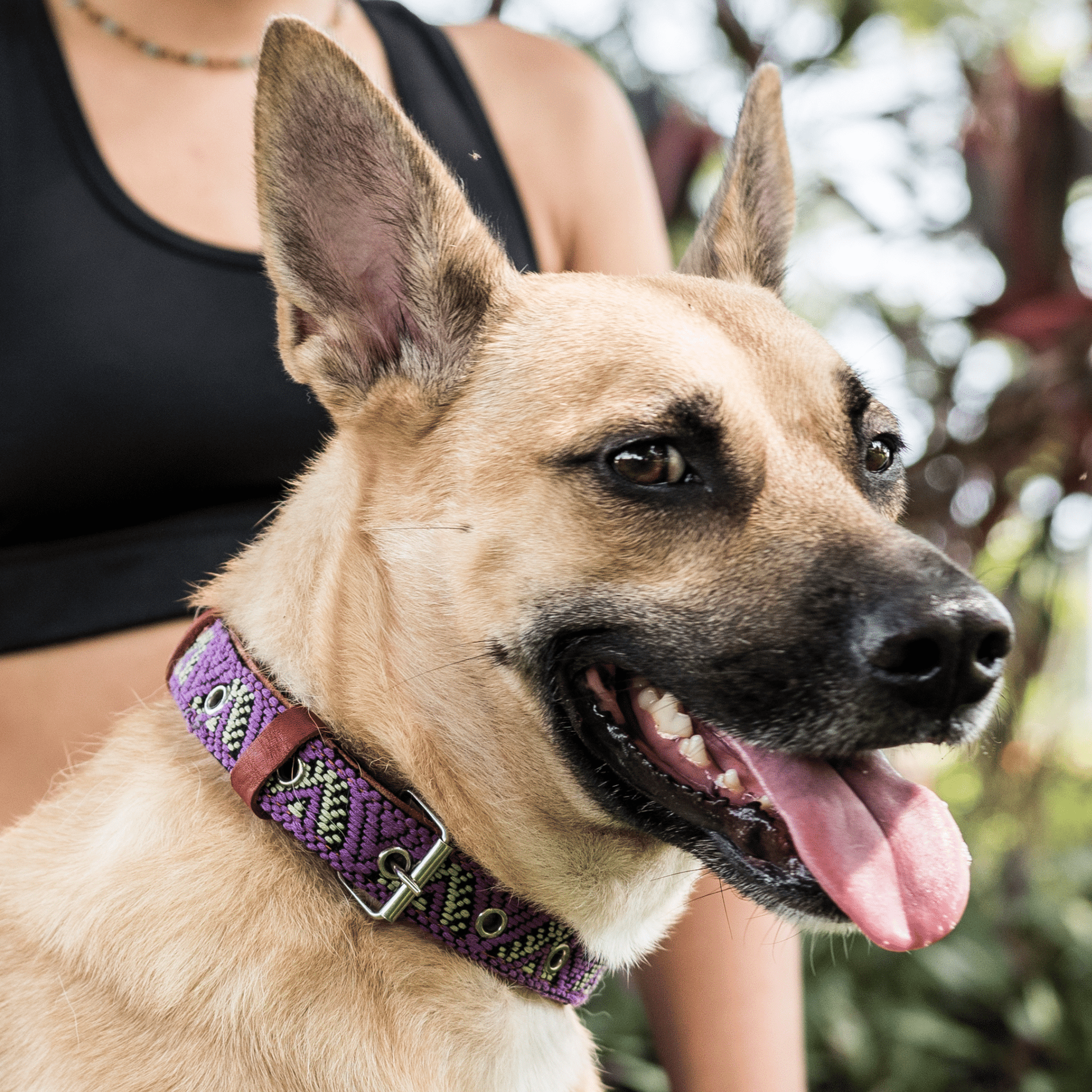 Handmade Leather Dog Collar — Aztec Embroidered | Amethyst - Leather Dog Collar - Paw Tribe