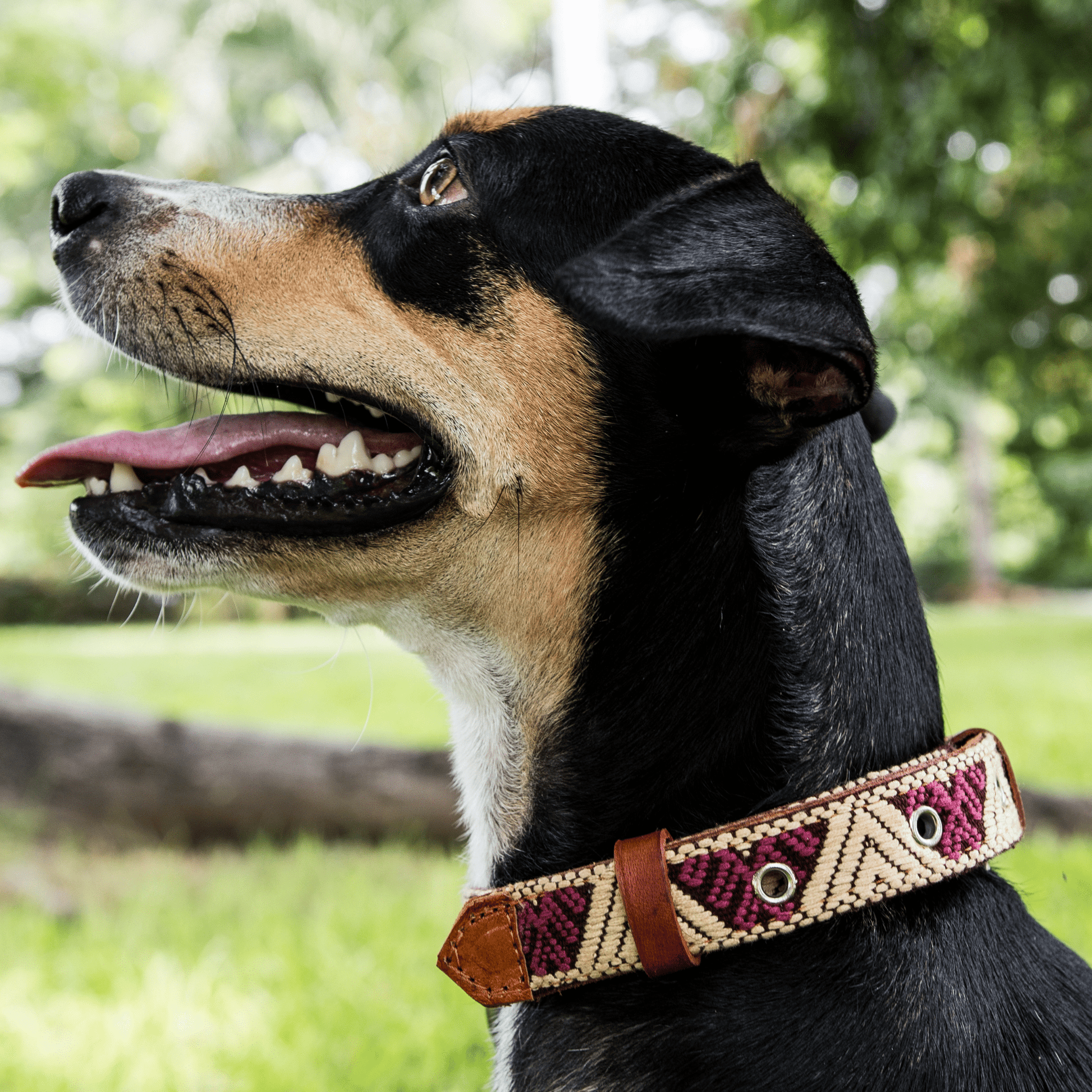 Handmade Leather Dog Collar — Aztec Embroidered | Baja White - Leather Dog Collar - Paw Tribe