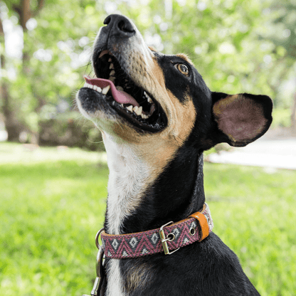 Handmade Leather Dog Collar — Aztec Embroidered | Camelot - Leather Dog Collar - Paw Tribe