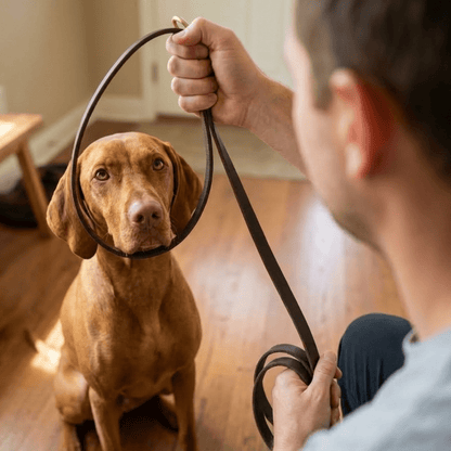 Leather Slip Lead — One - Piece Leash and Collar with Brass Ring - Leather Dog Leash - Paw Tribe