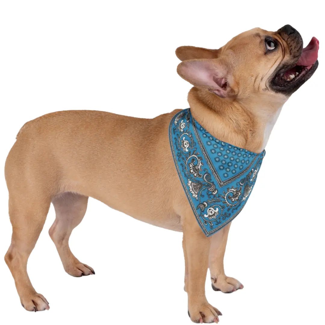 Paliacate Dog Bandana — Blue - Pets - Paw Tribe