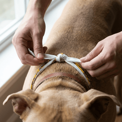 Paliacate Dog Bandana — Yellow - Pets - Paw Tribe