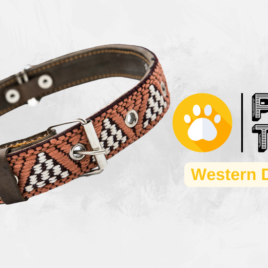 Video showing a handcrafted Leather Dog Collar, highlighting its artisanal craftsmanship by Mexican artisans. The video demonstrates the collar's genuine leather, intricate Aztec-inspired embroidered design, and heavy-duty stainless steel D-rings for durability and security. It also showcases the collar's comfort features, including inner leather padding, and various sizes suitable for small, medium, and large dogs.