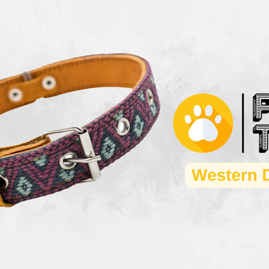 Video showing a handcrafted Leather Dog Collar, highlighting its artisanal craftsmanship by Mexican artisans. The video demonstrates the collar's genuine leather, intricate Aztec-inspired embroidered design, and heavy-duty stainless steel D-rings for durability and security. It also showcases the collar's comfort features, including inner leather padding, and various sizes suitable for small, medium, and large dogs.