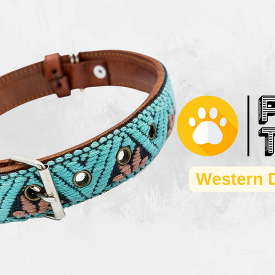 Video showing a handcrafted Leather Dog Collar, highlighting its artisanal craftsmanship by Mexican artisans. The video demonstrates the collar's genuine leather, intricate Aztec-inspired embroidered design, and heavy-duty stainless steel D-rings for durability and security. It also showcases the collar's comfort features, including inner leather padding, and various sizes suitable for small, medium, and large dogs.